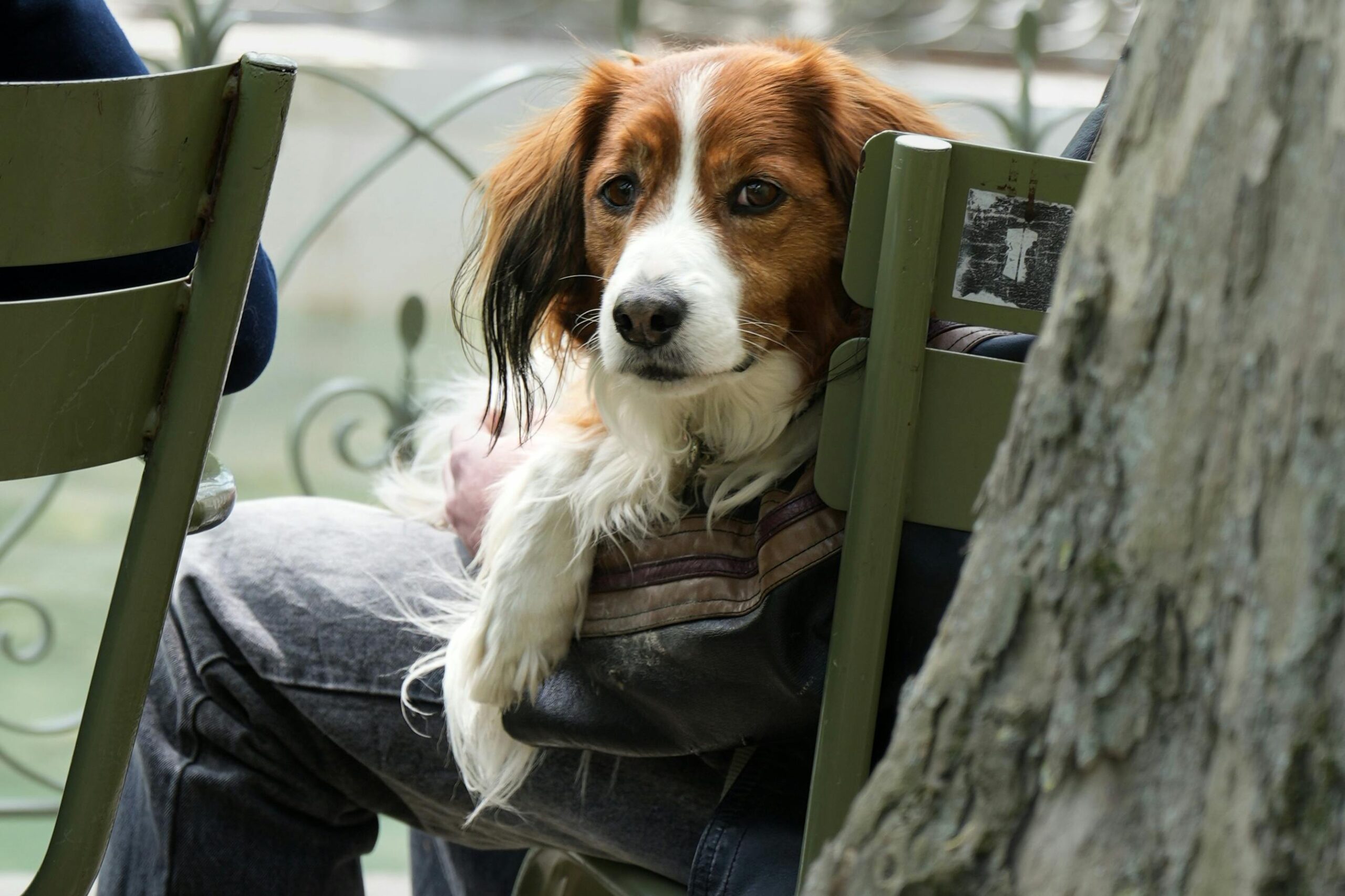female basque dog names