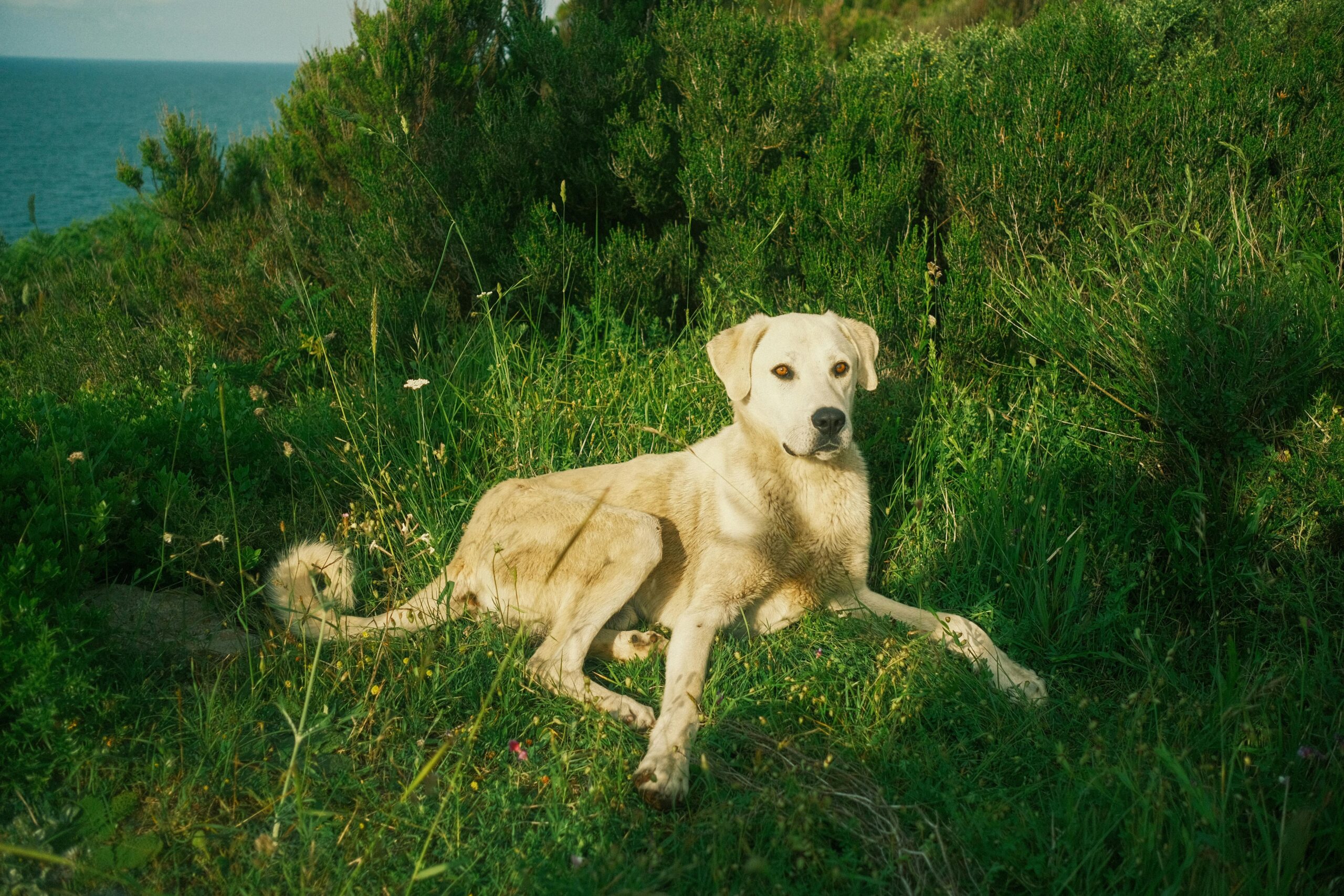 female greek dog names