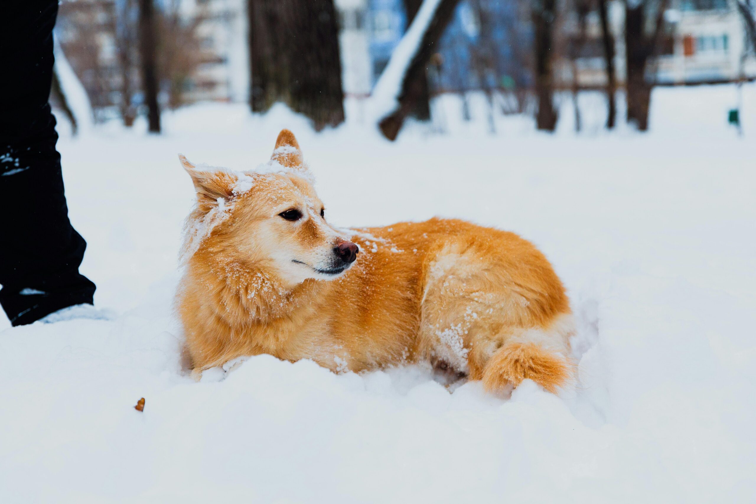 female icelandic dog names