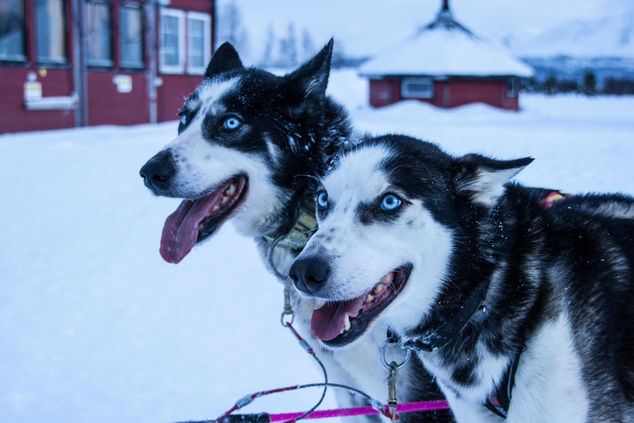 female norwegian dog names