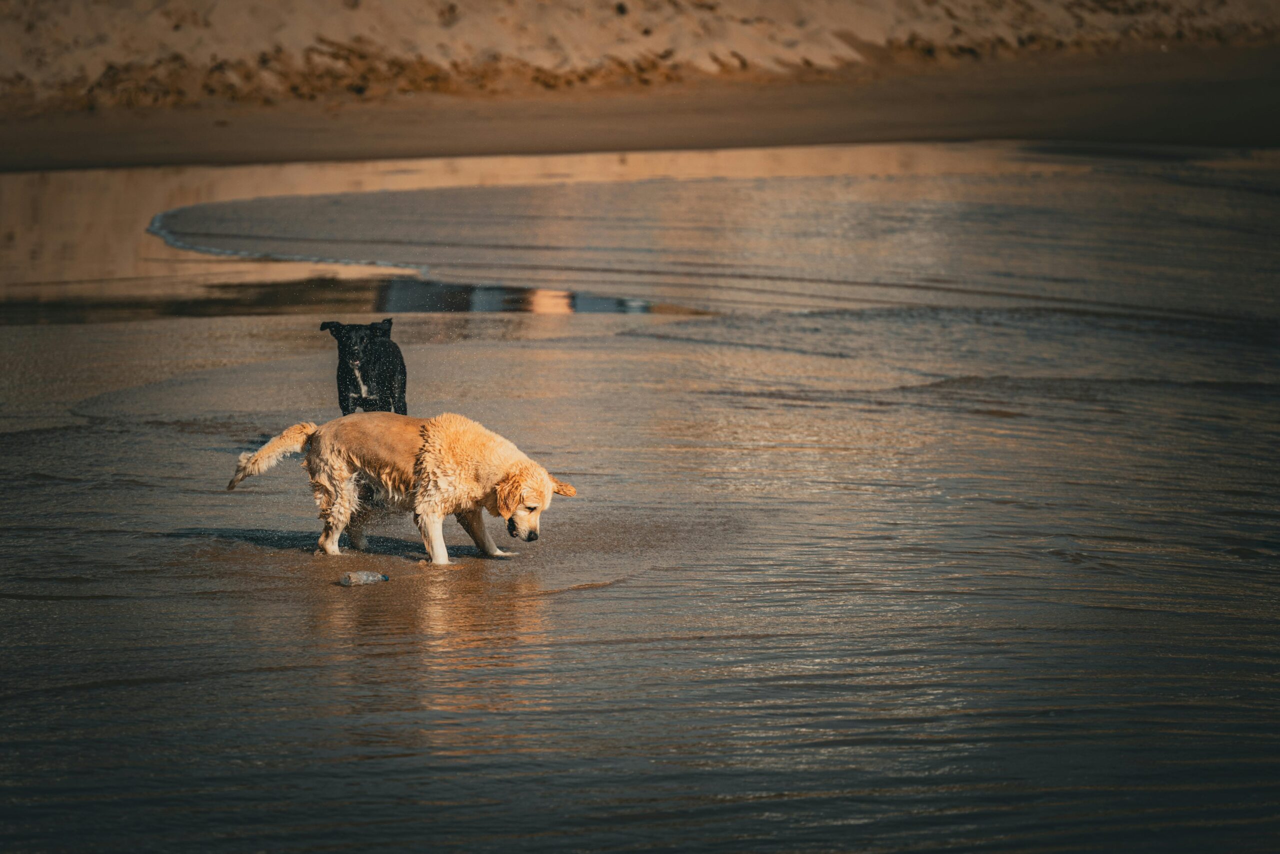 female portuguese dog names