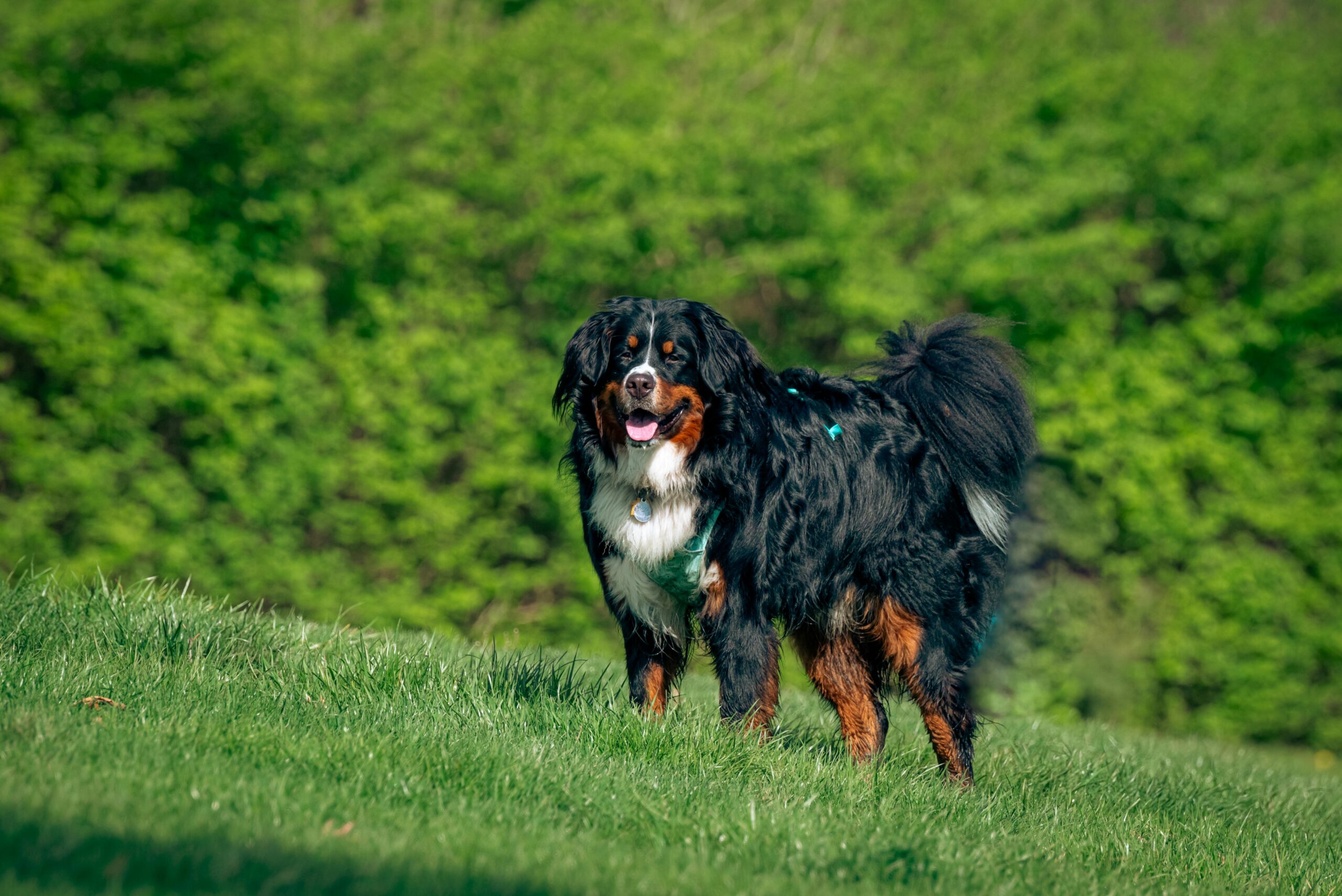 female swiss dog names