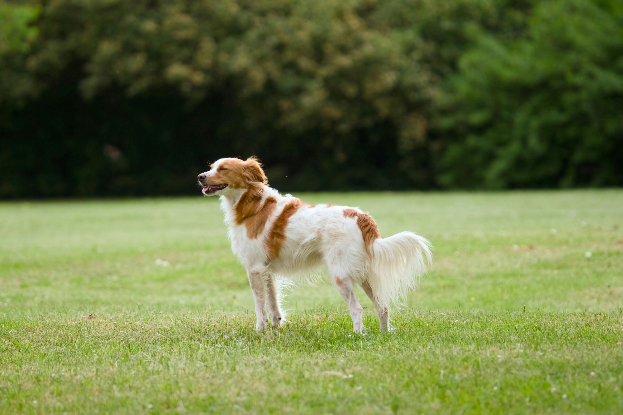 male basque dog names