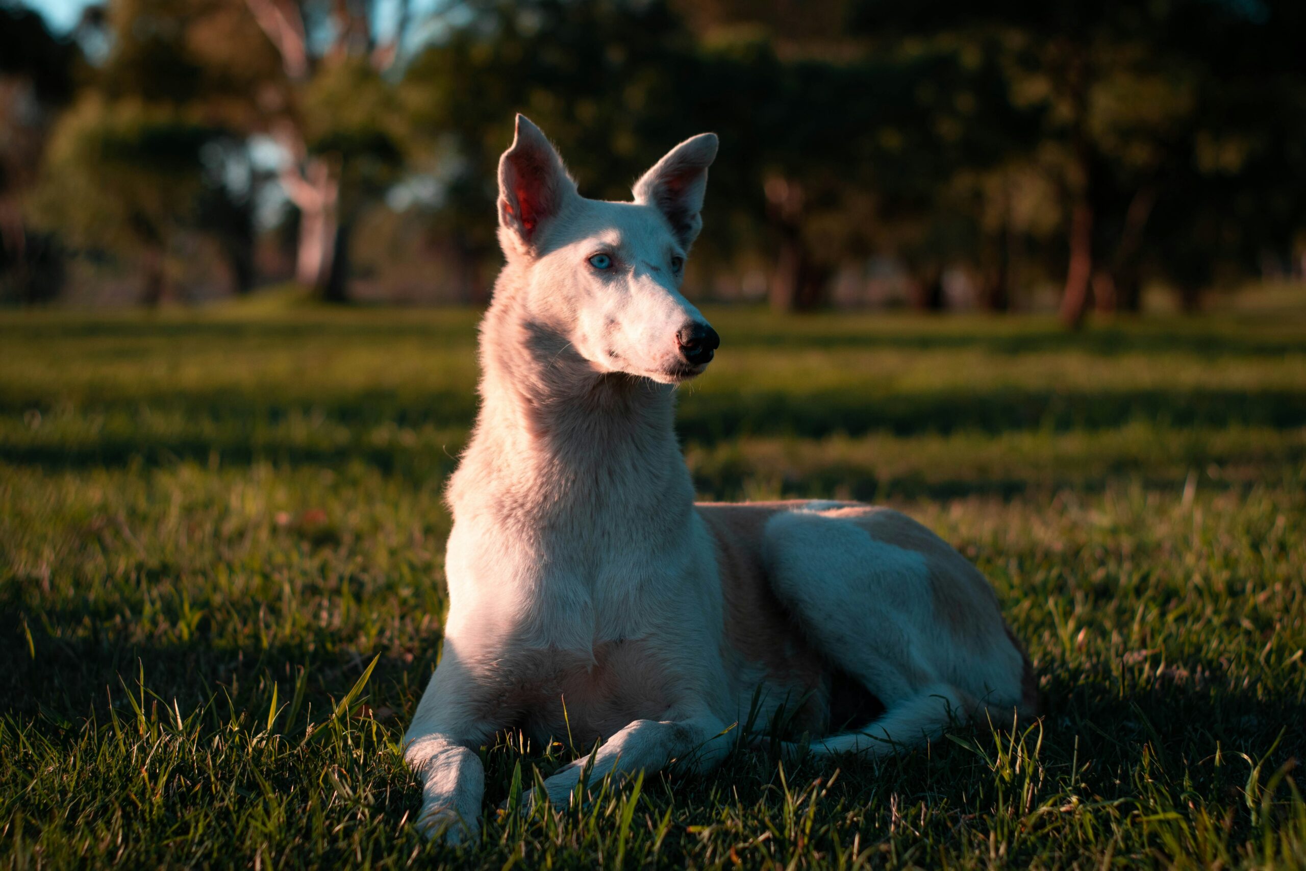 male egyptian dog names