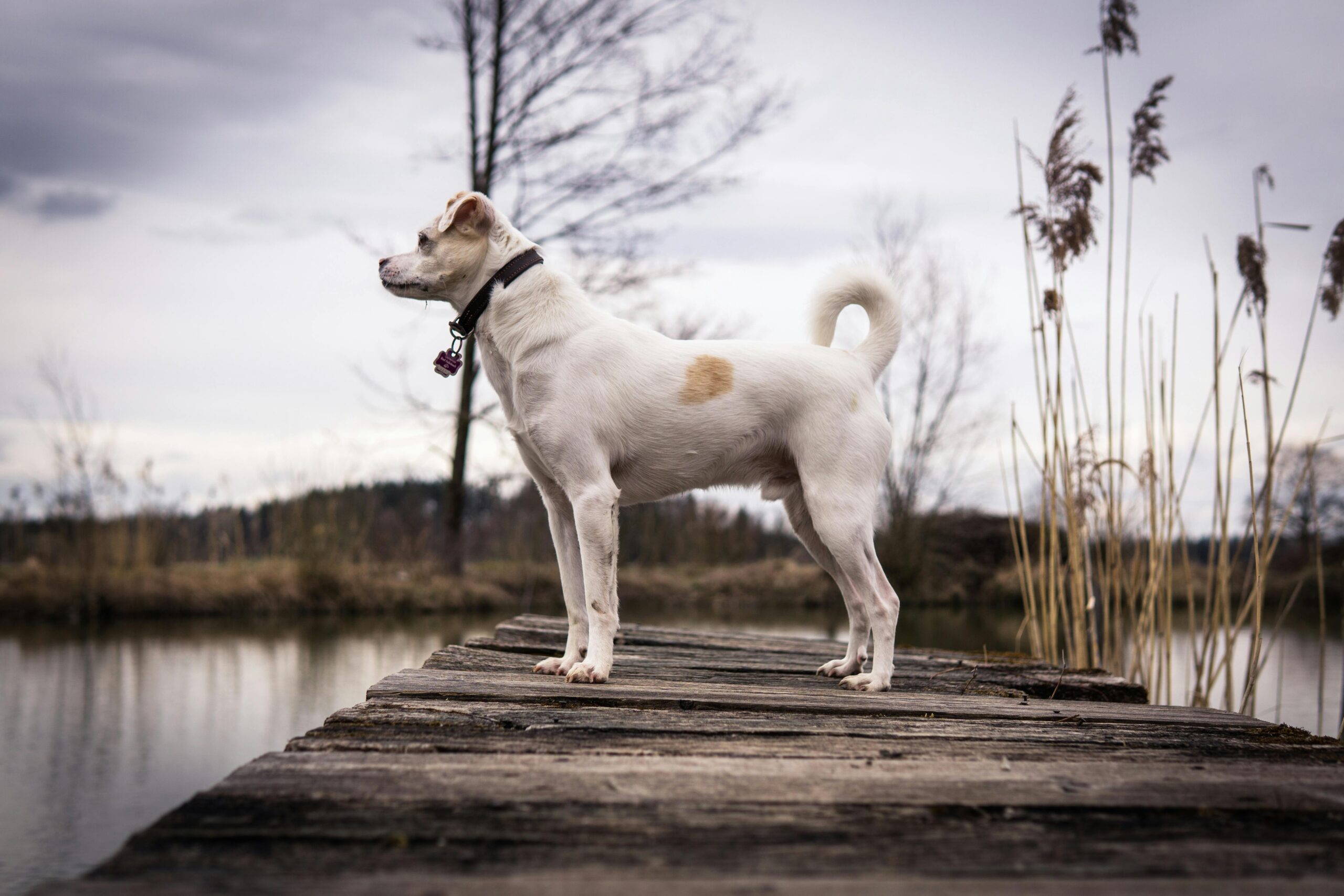 male german dog names