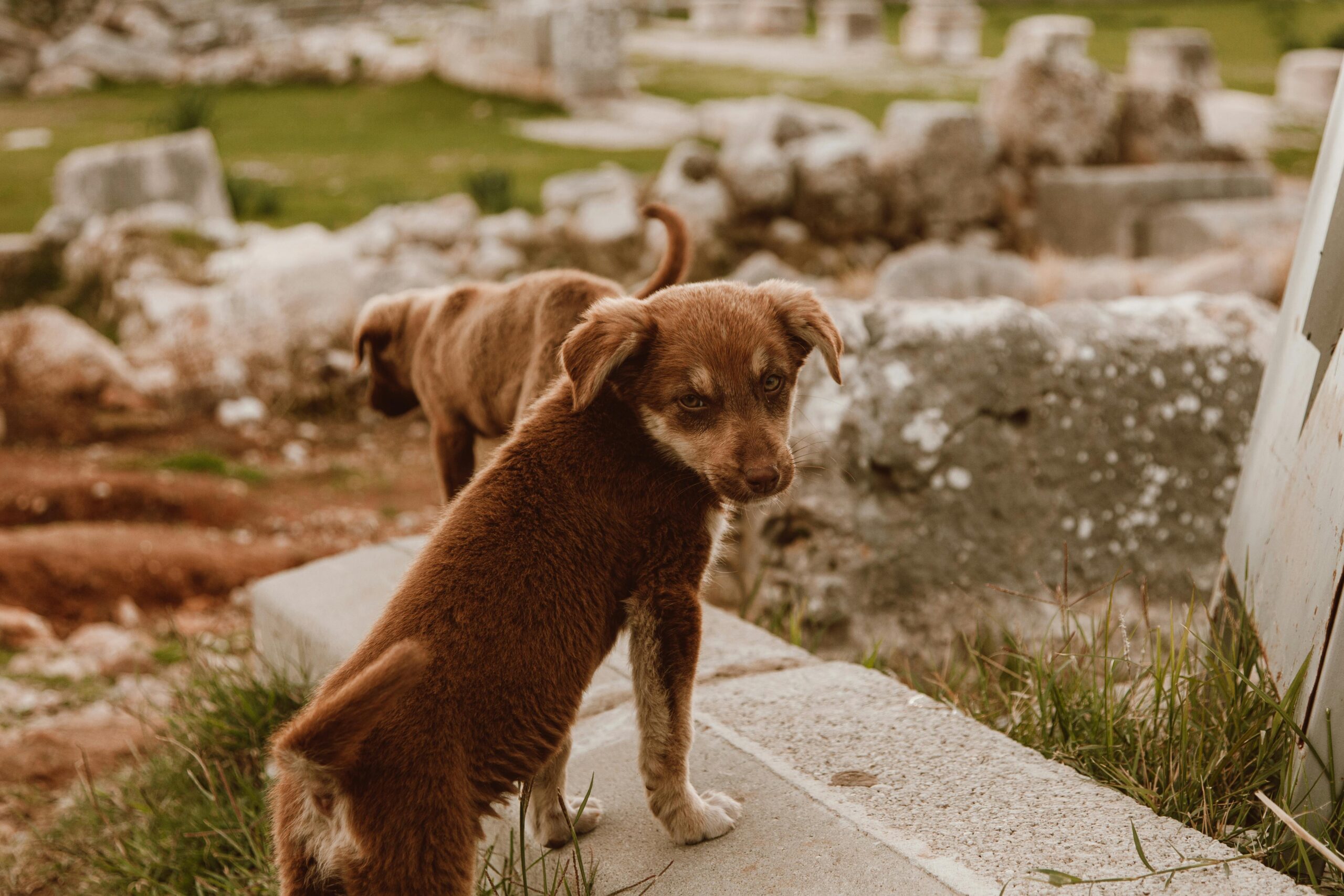 male greek dog names
