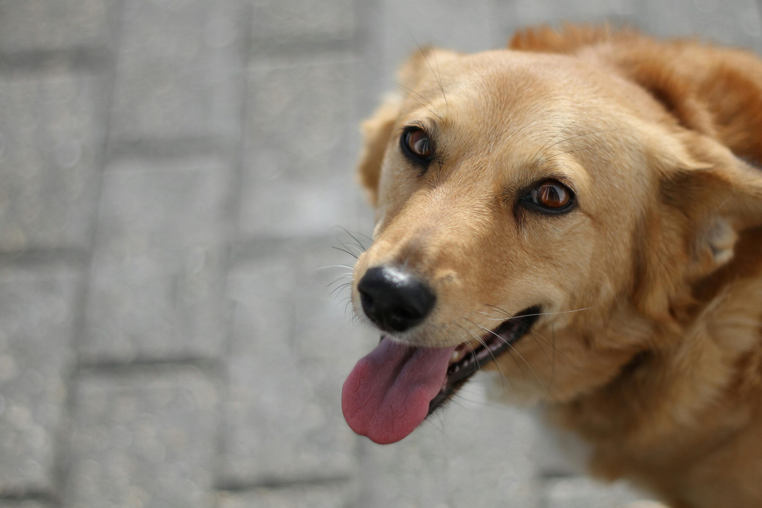 addison's disease in dogs