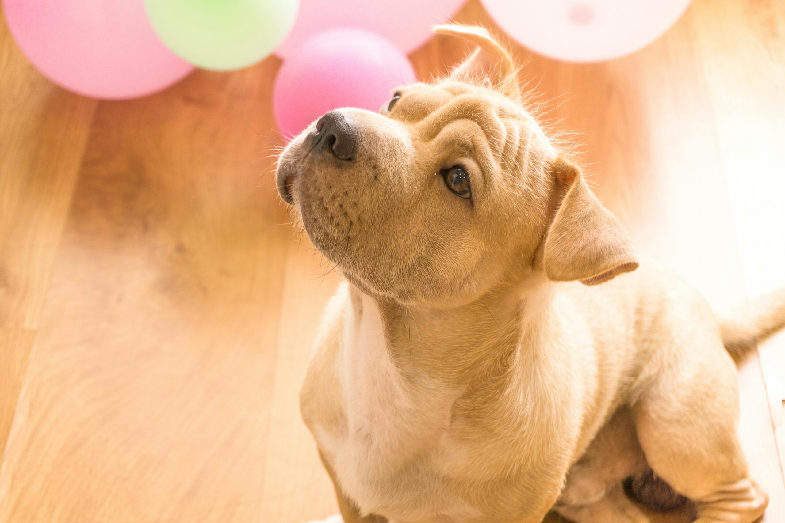 amyloidosis in dogs