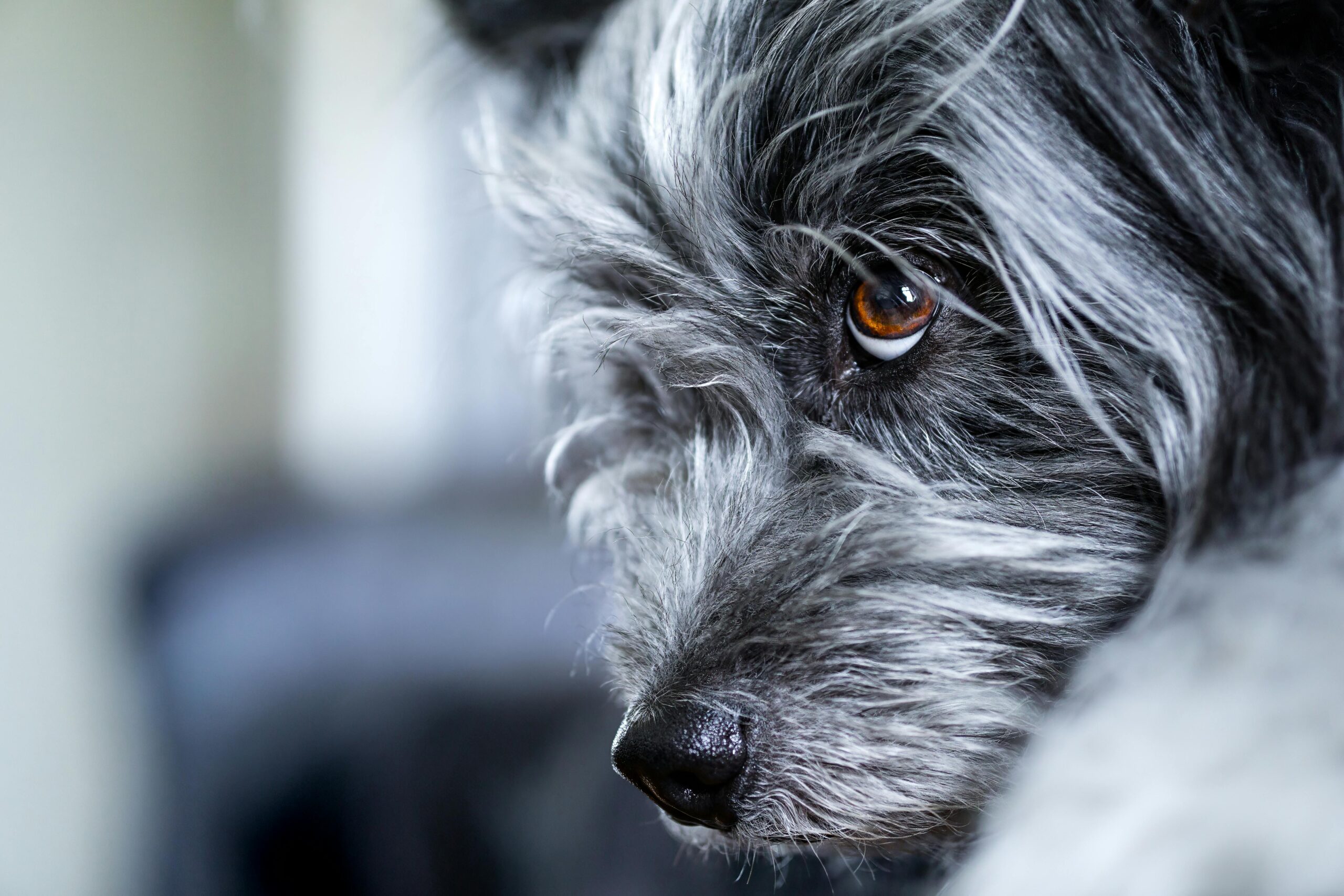 autoimmune disease in dogs