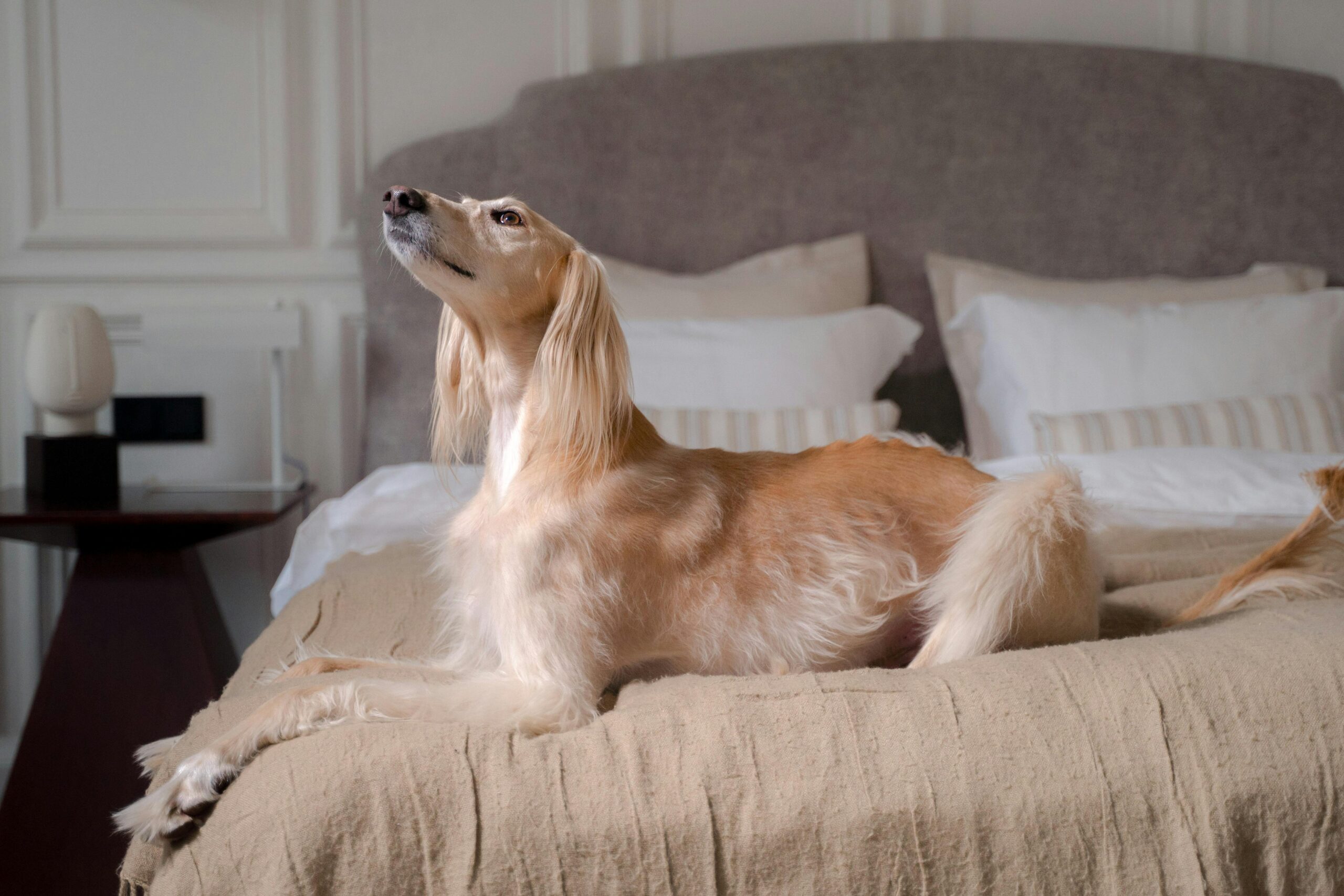 bladder cancer in dogs