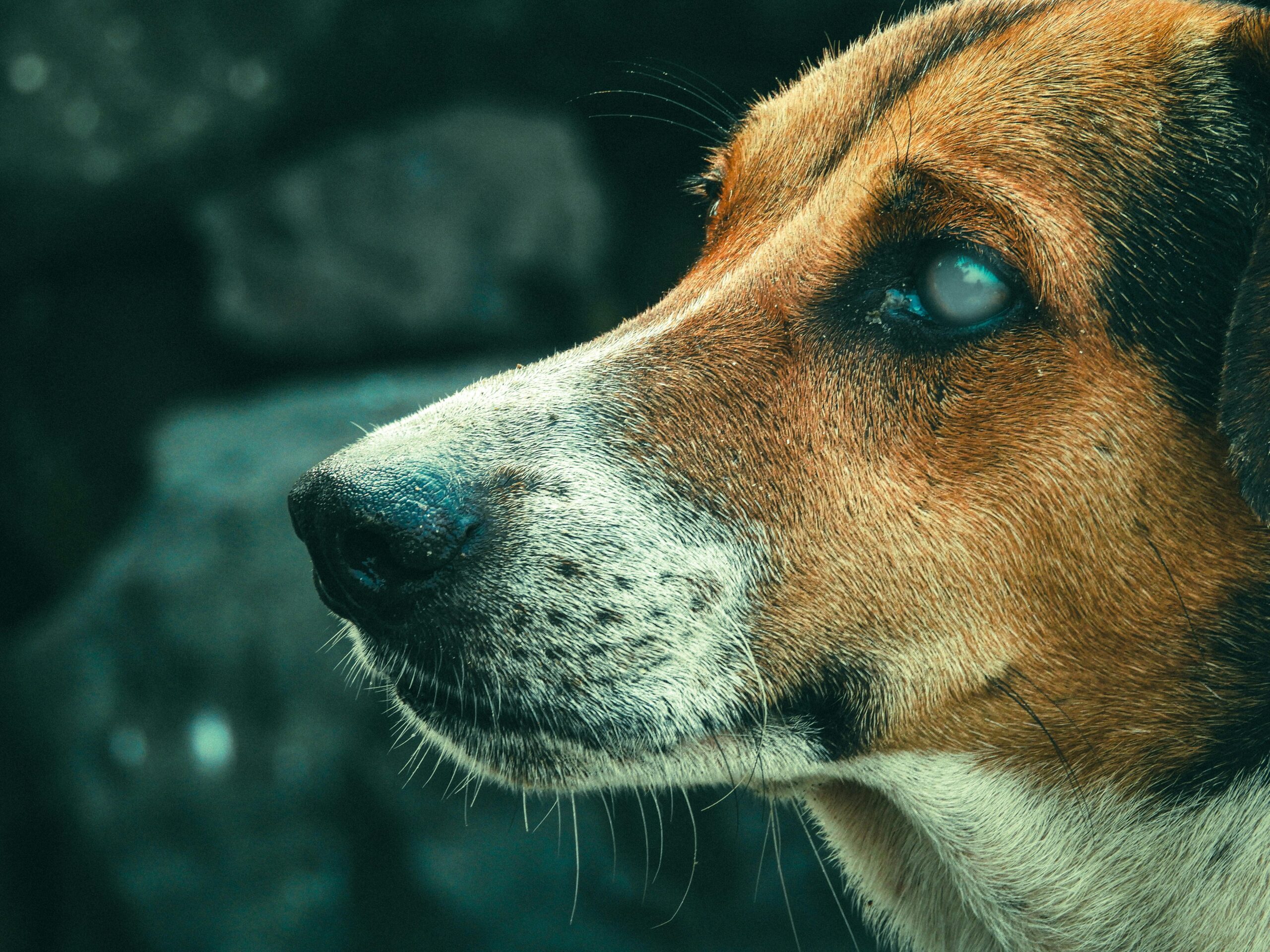 blindness in dogs