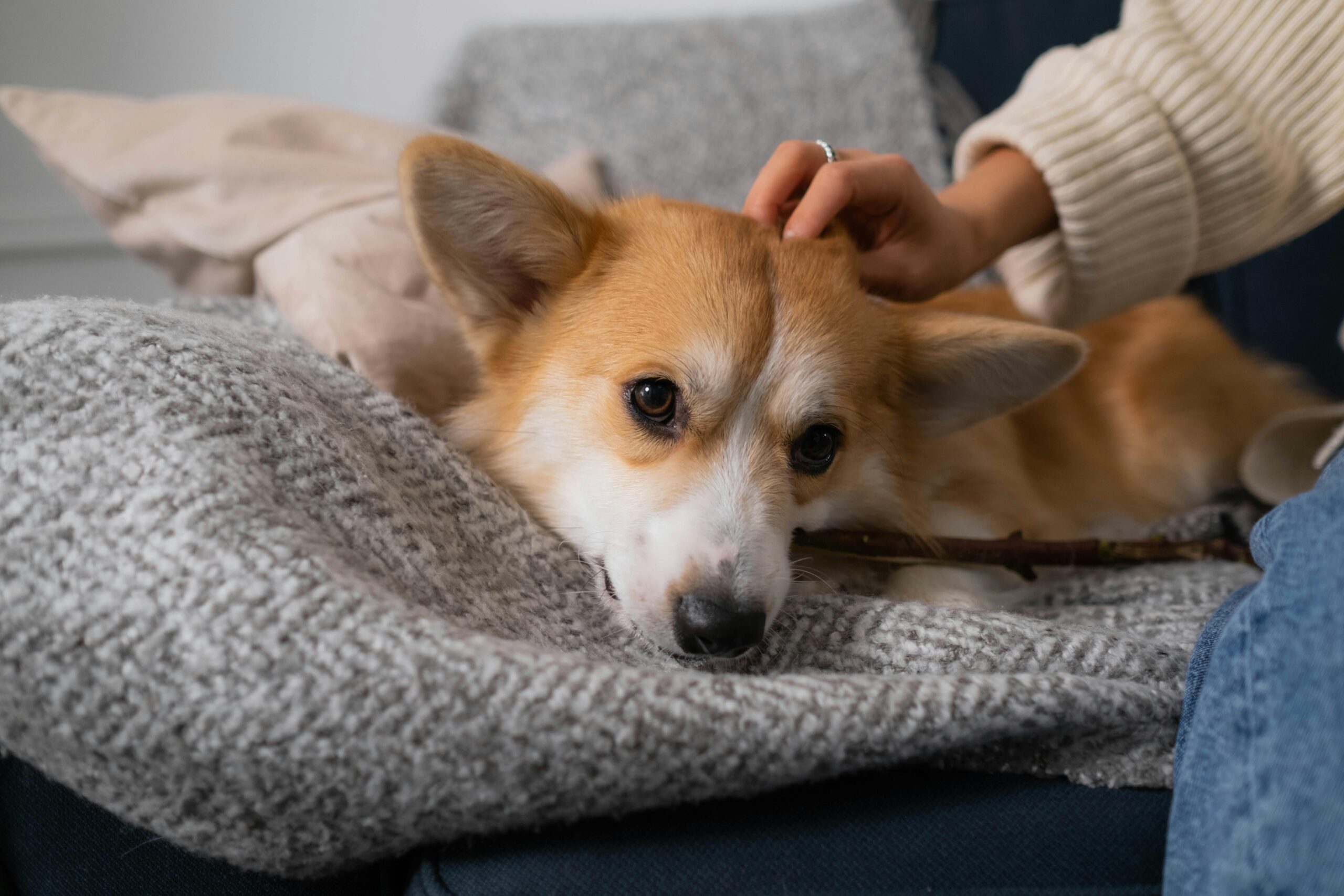 blood clotting disorder in dogs treatment