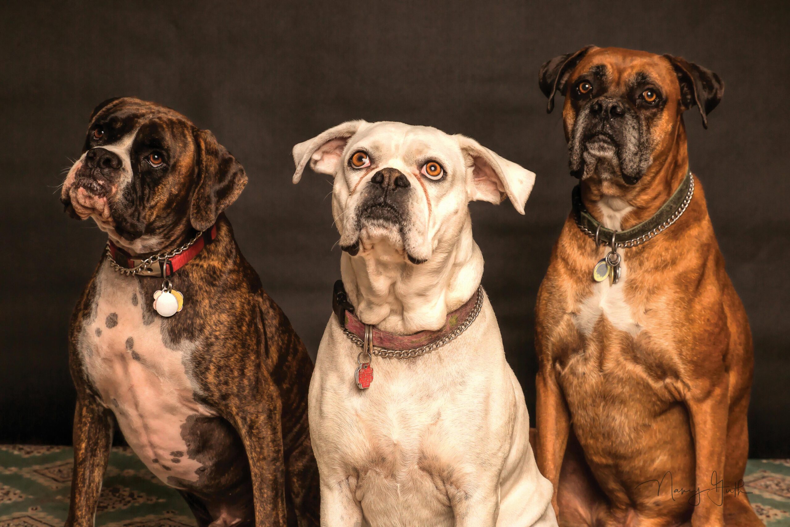 boxer cardiomyopathy