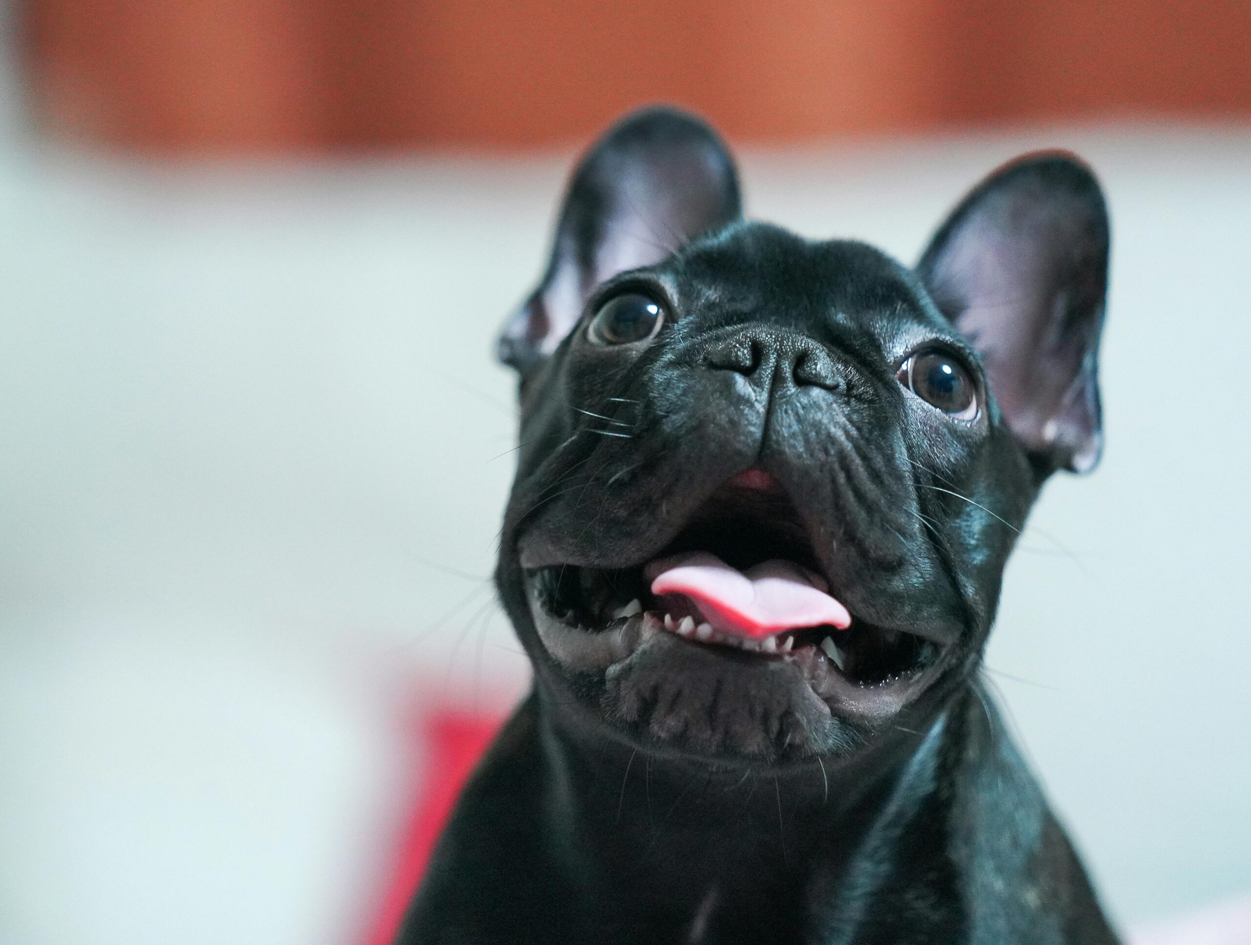 brachycephalic airway syndrome