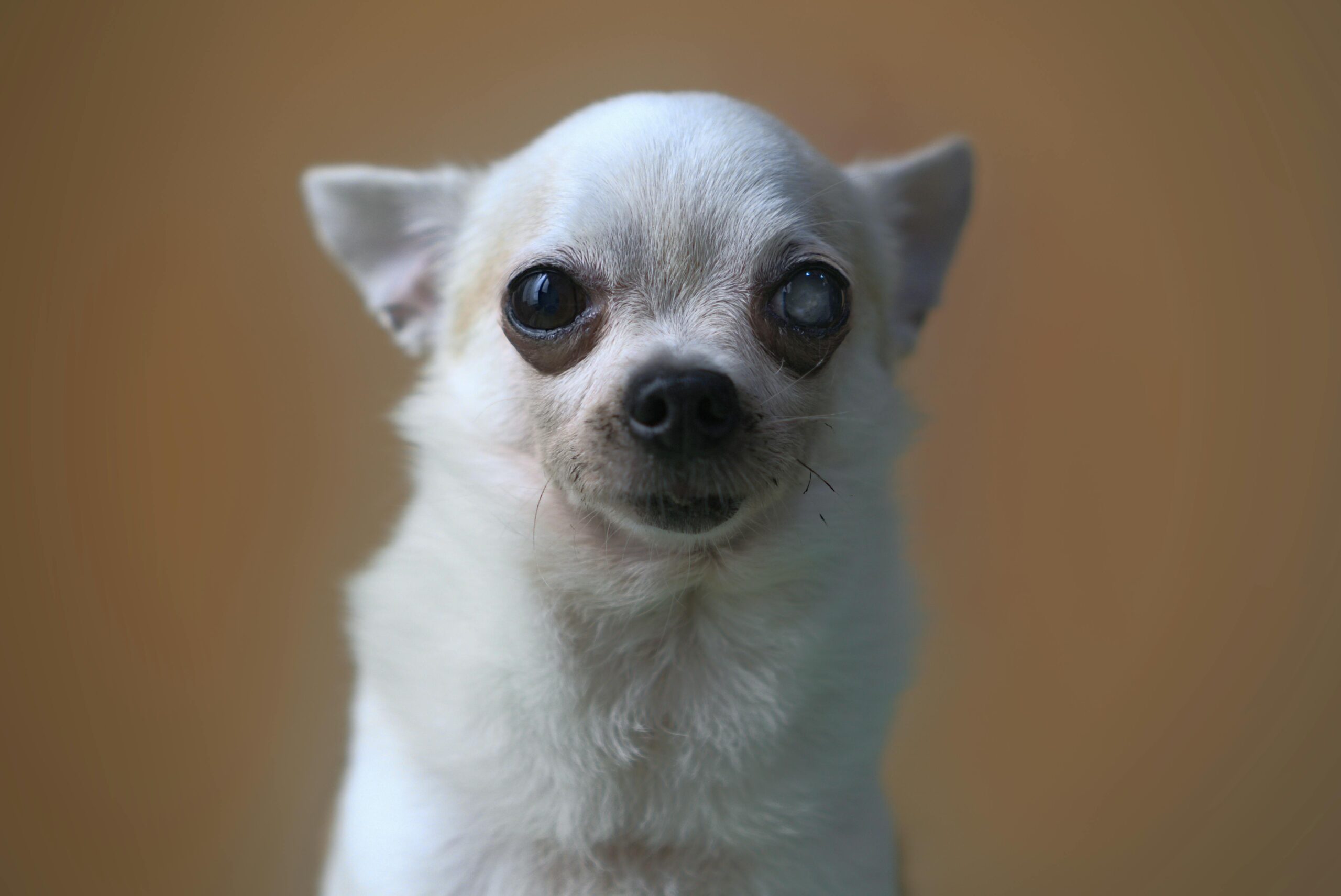 cataracts in dogs