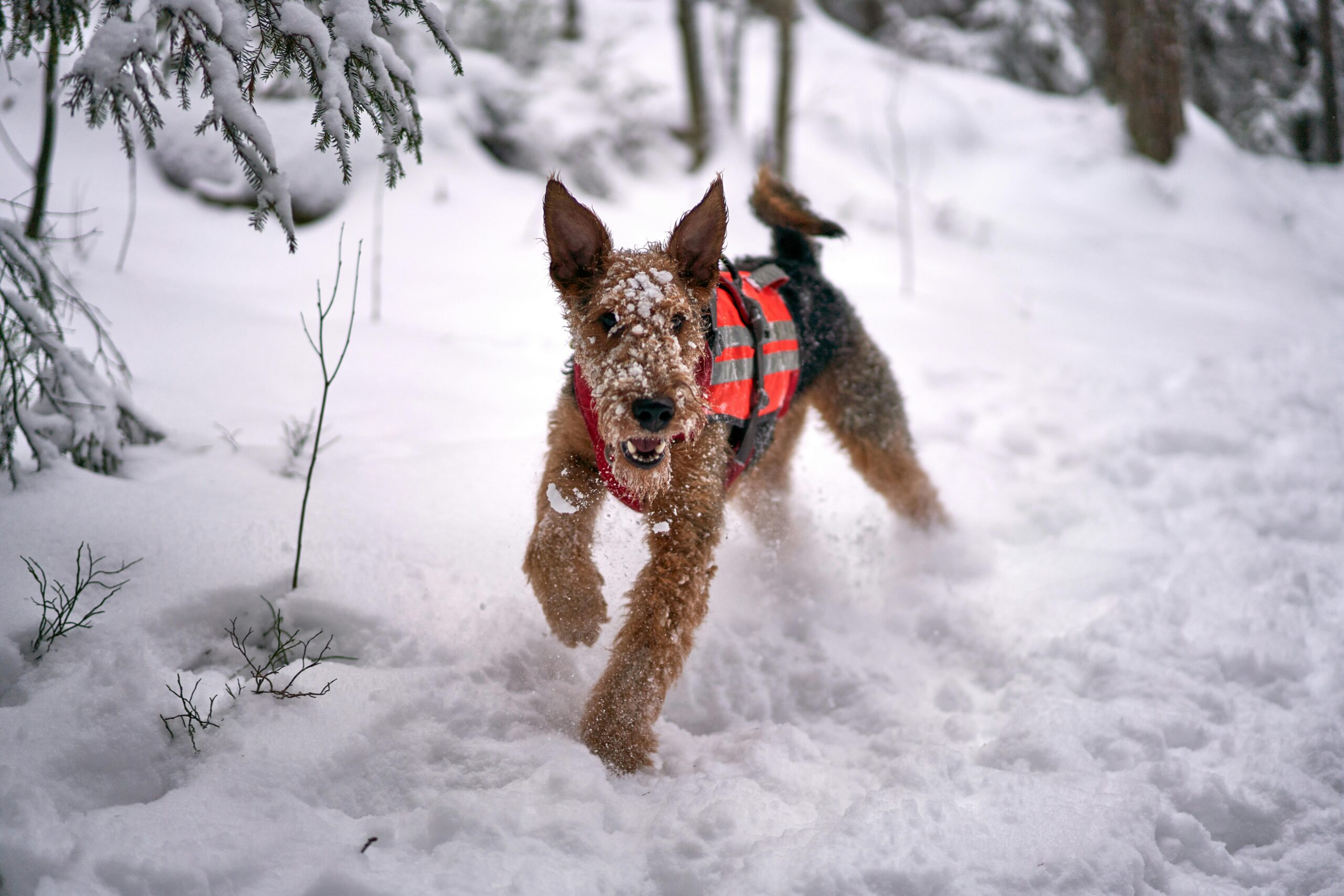 cerebellar abiotrophy in dogs