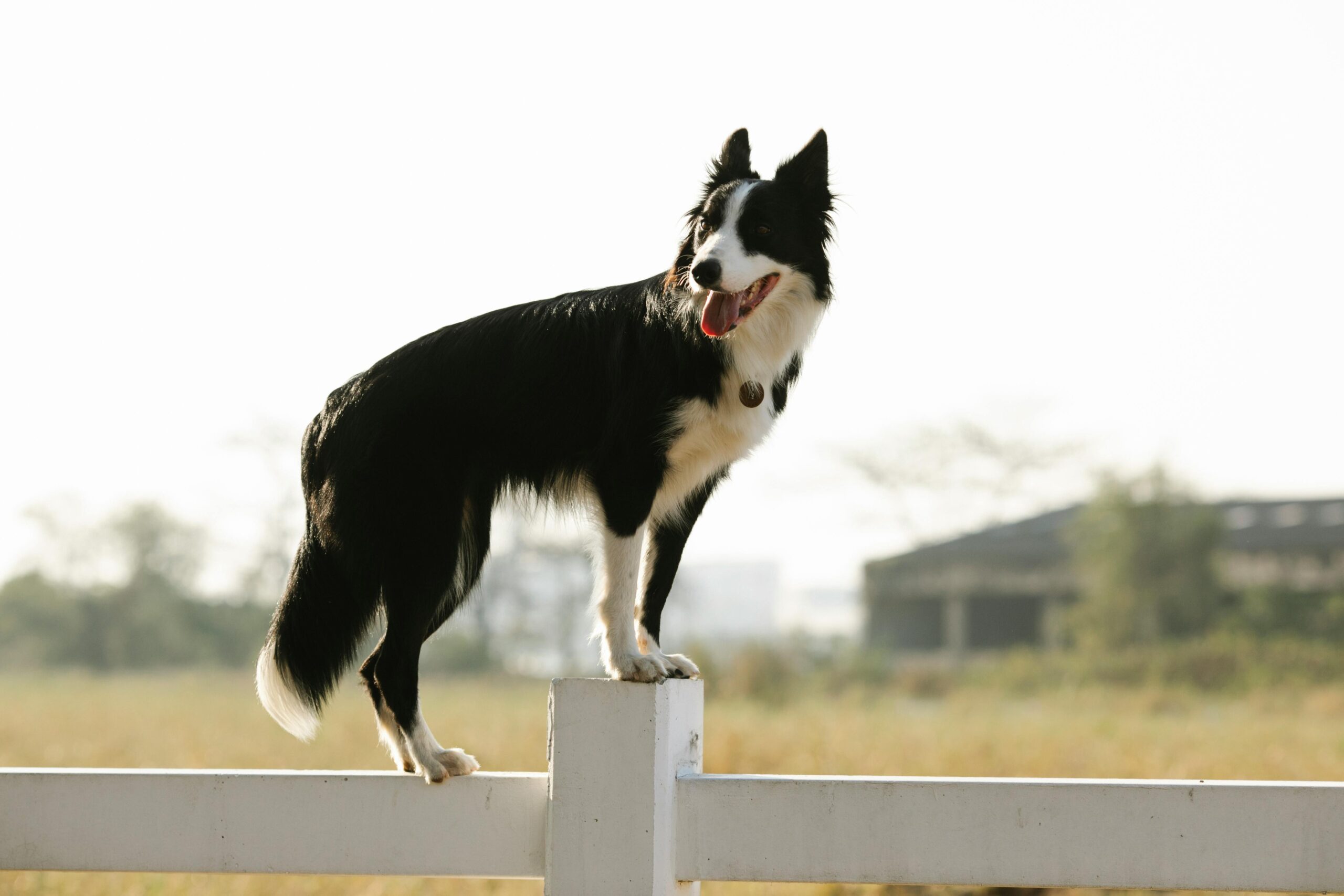 collie eye anomaly