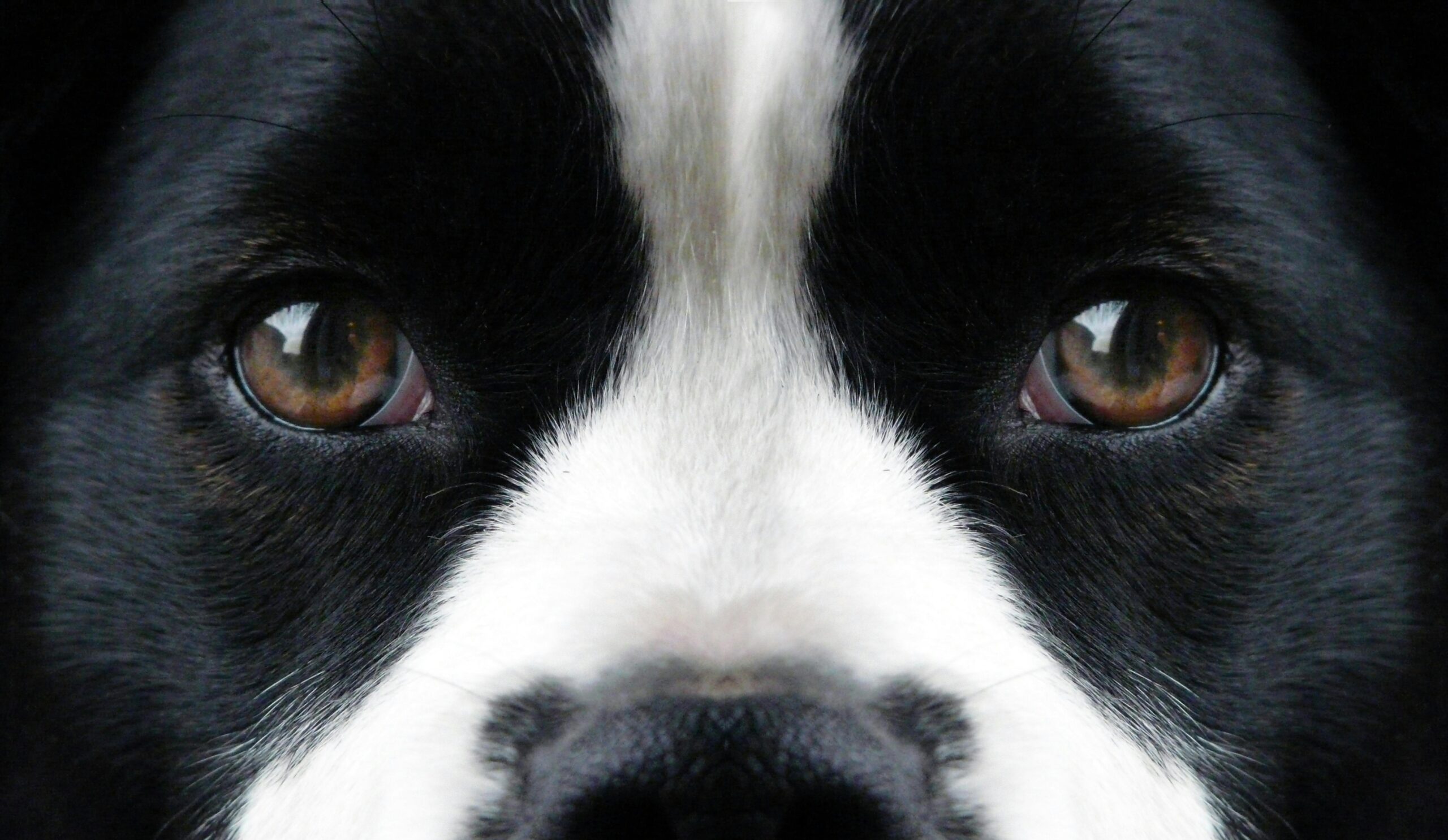 corneal ulcer dog