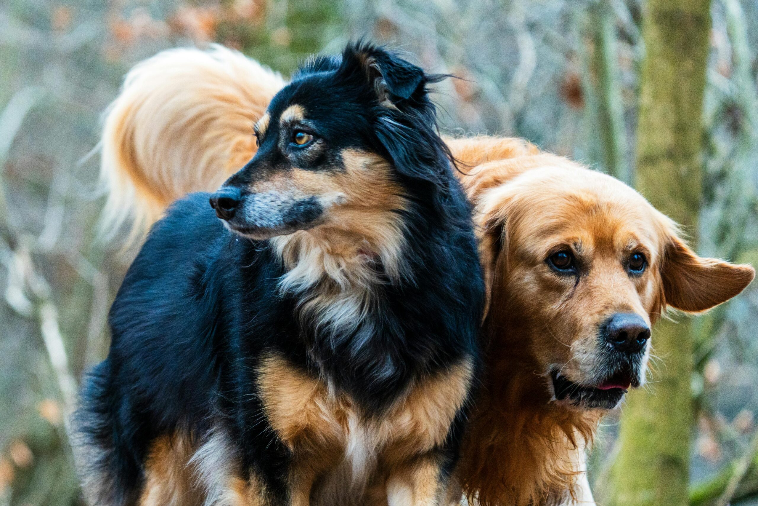 cushing's disease in dogs
