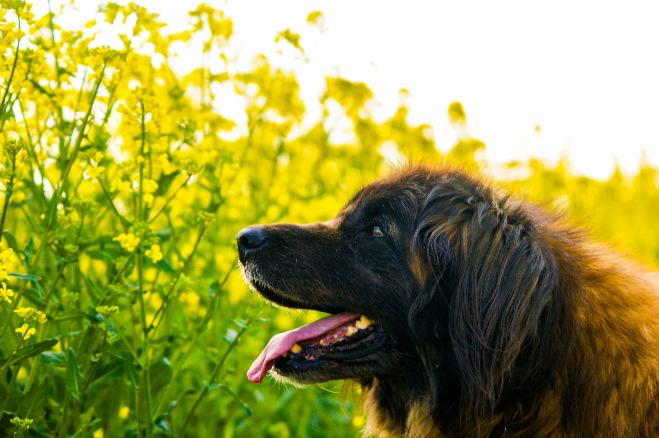 cystine bladder stones in dogs