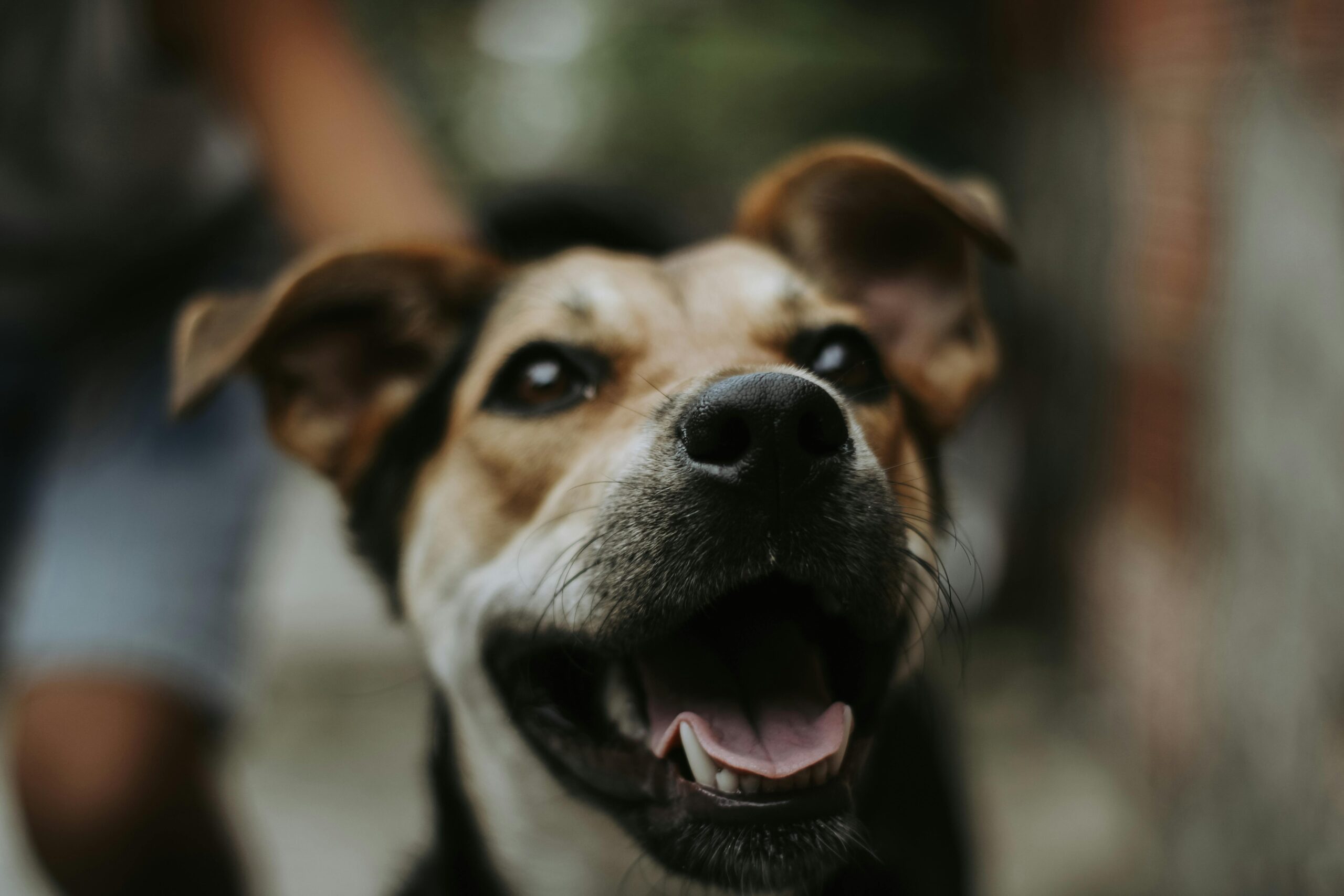 dcm in dogs
