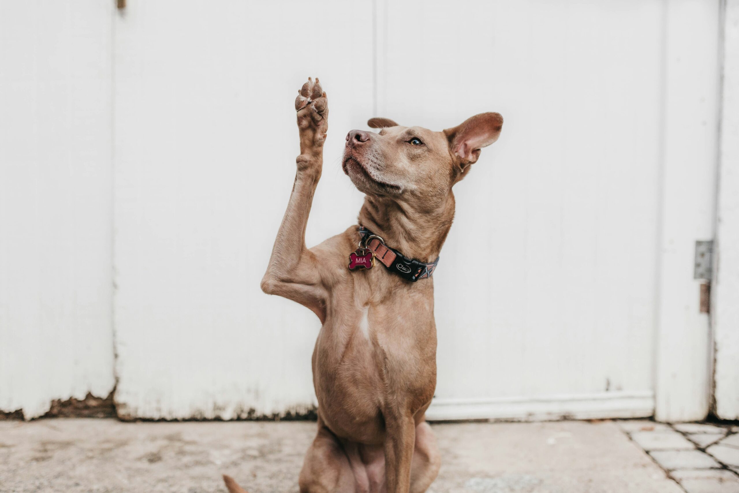 degenerative myelopathy
