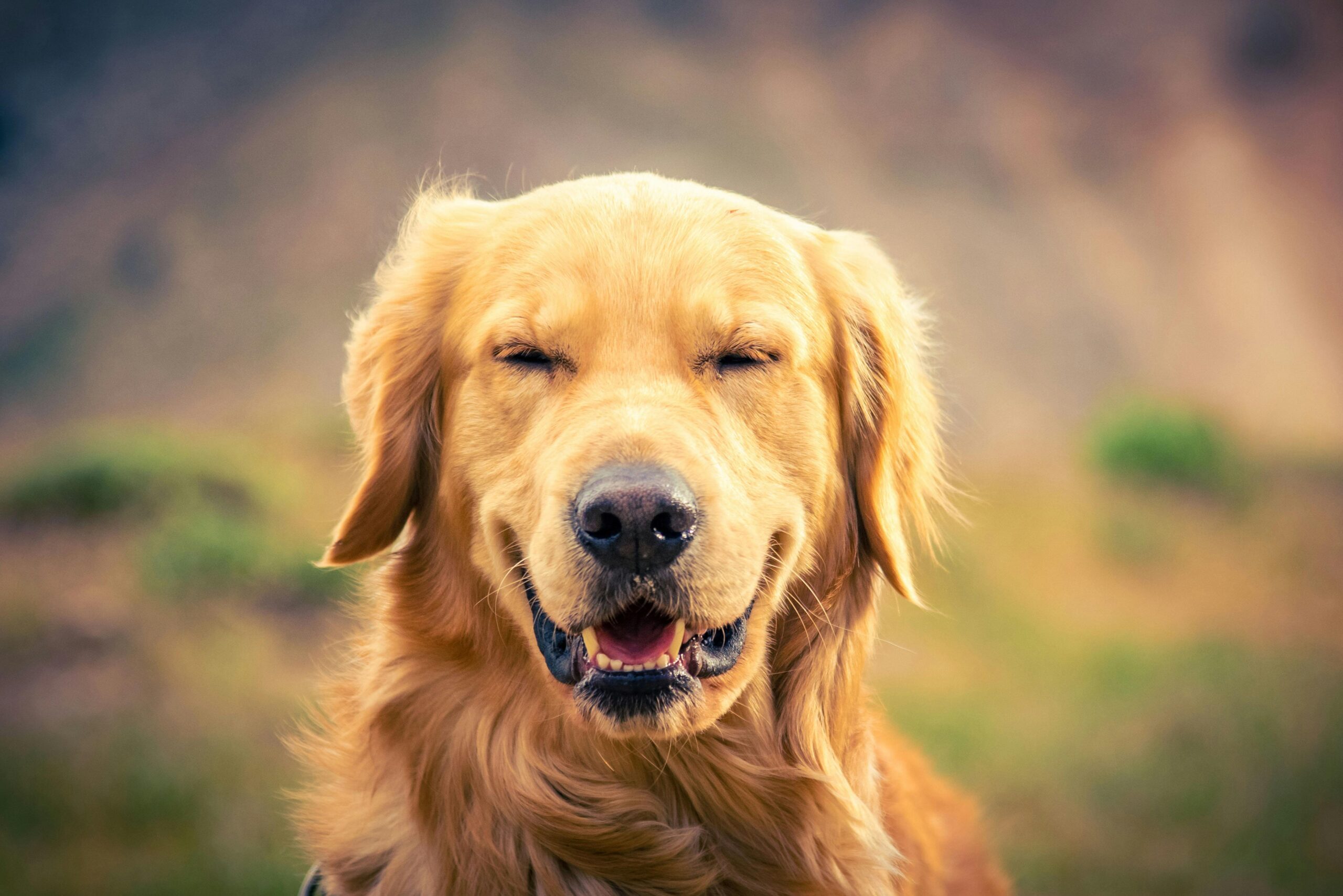 dental disease in dogs