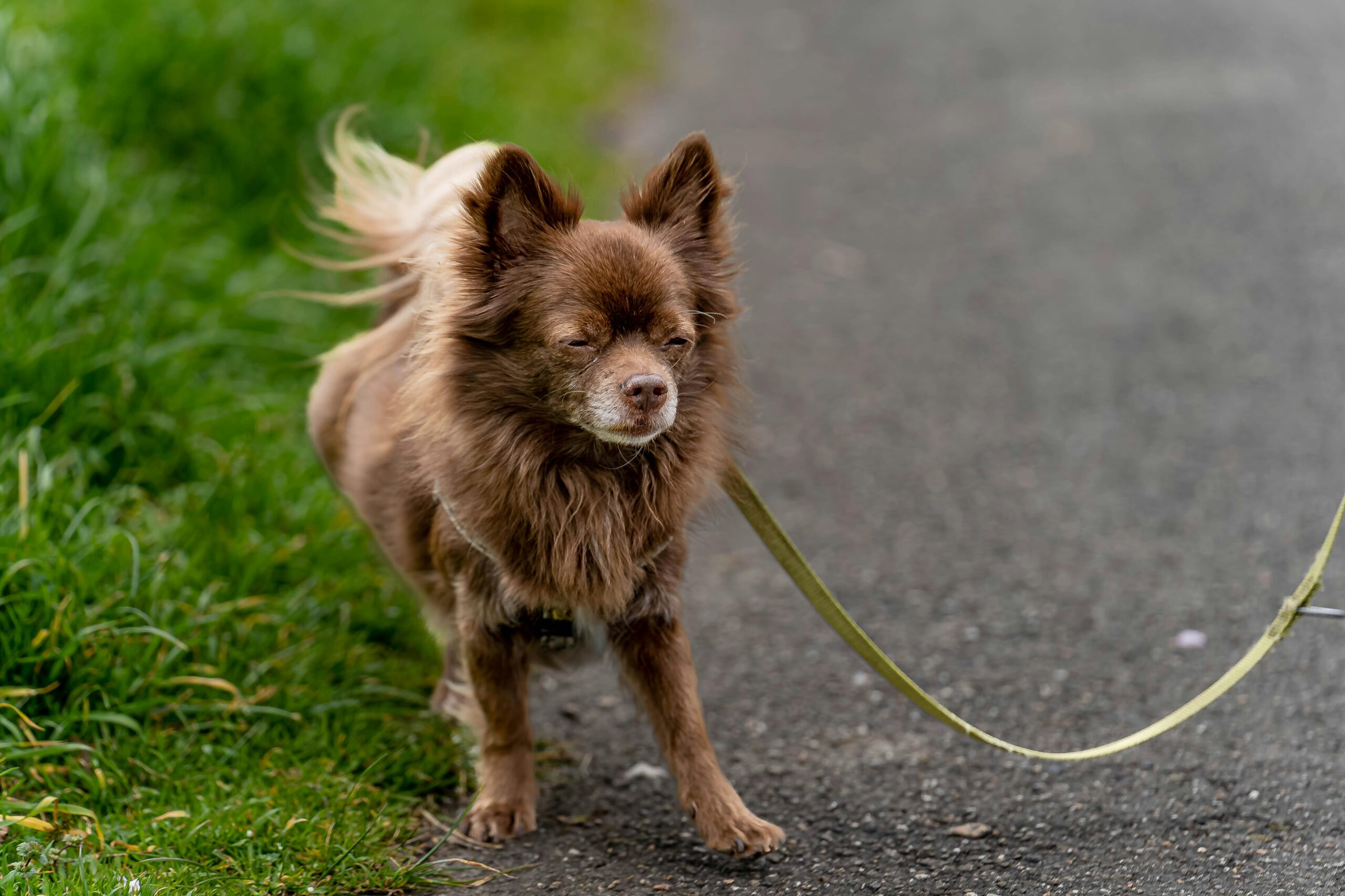 dog hearing loss