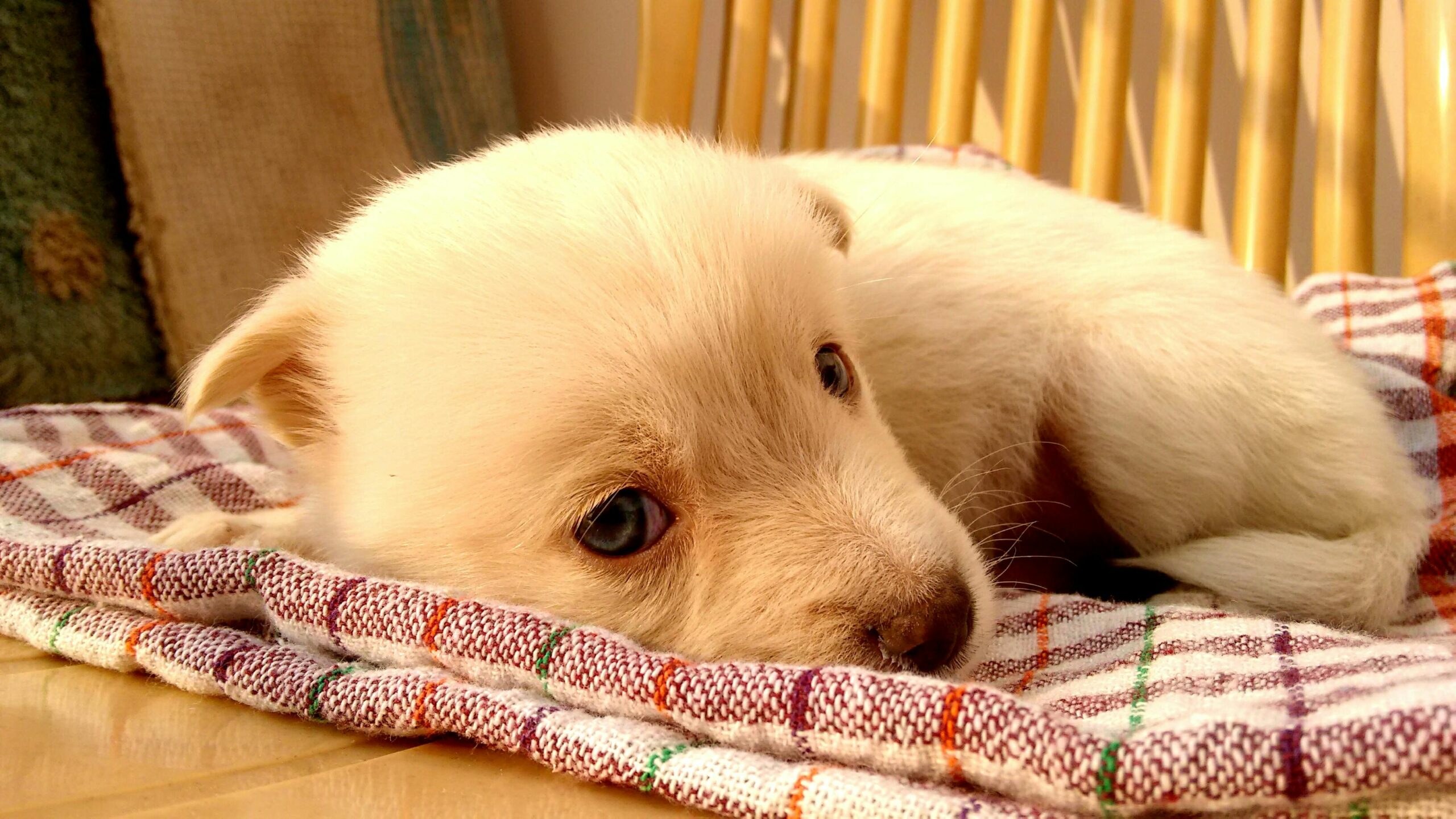 dog yeast infection