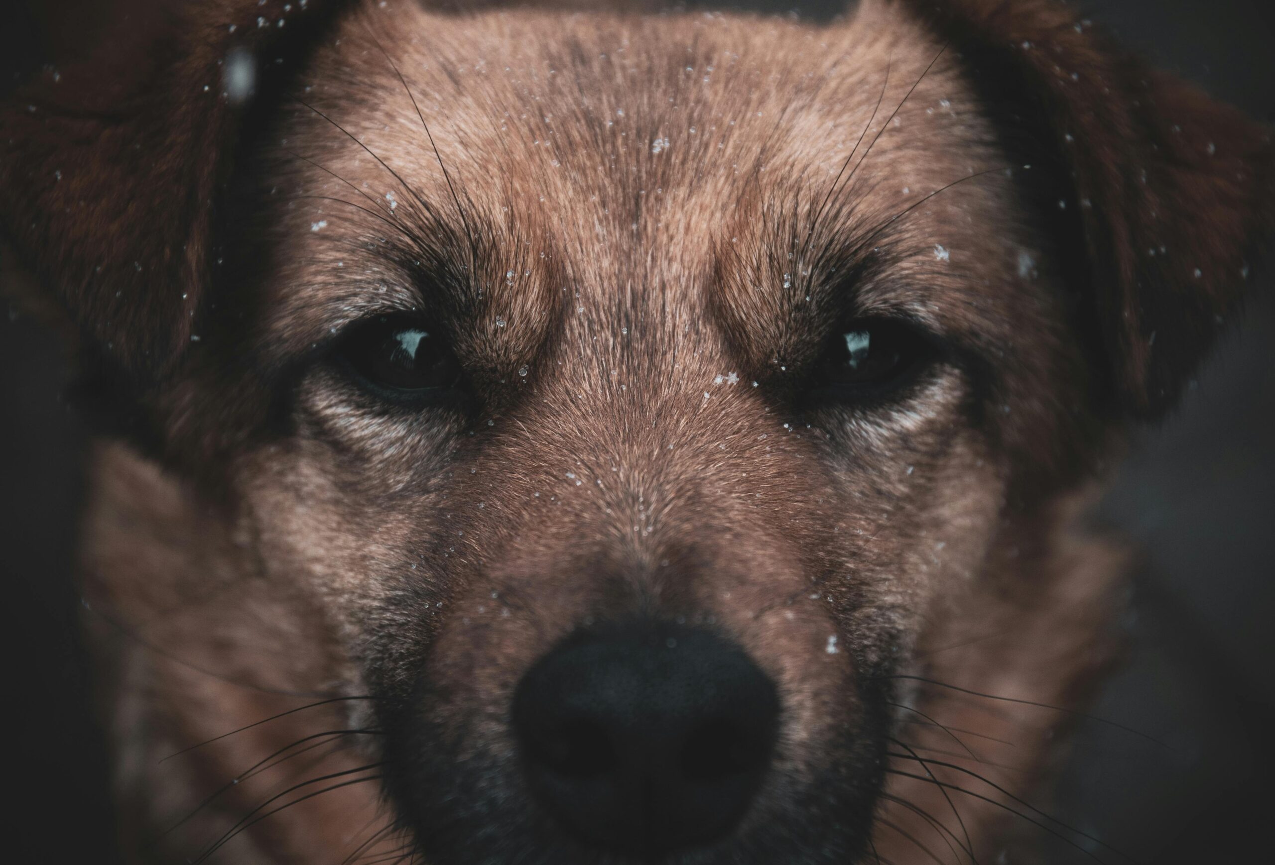 dry eye in dogs
