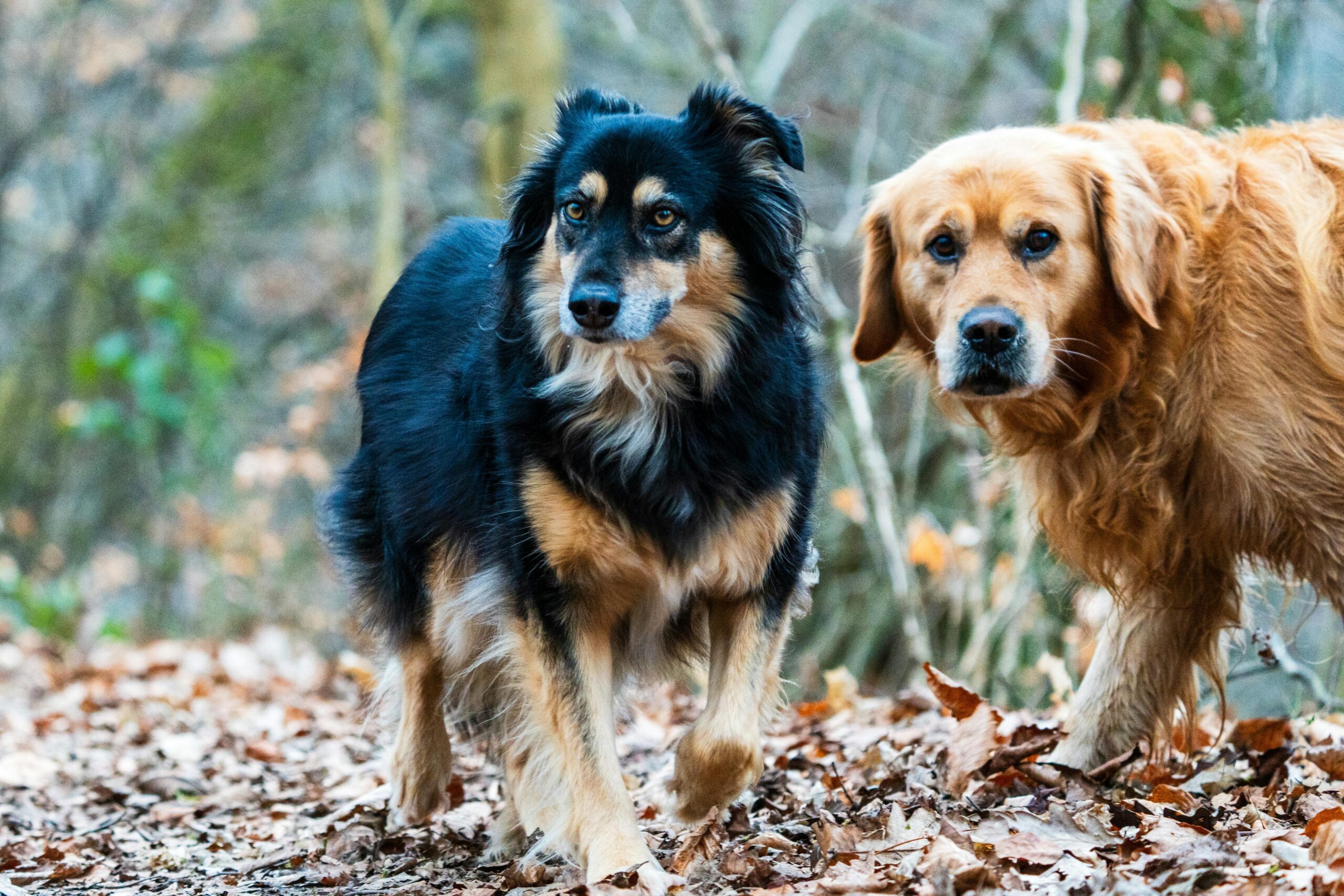 elbow dysplasia in dogs