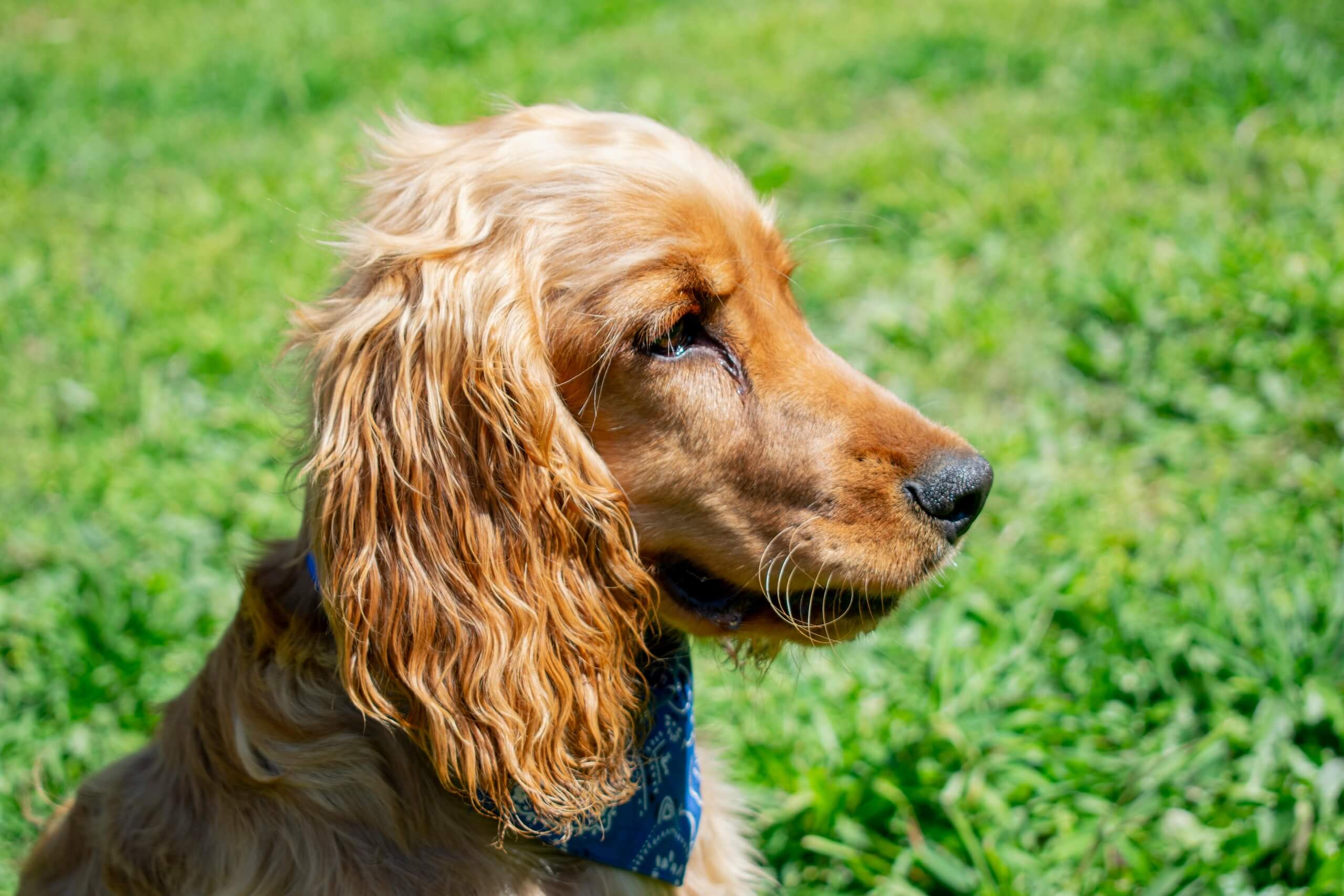 english cocker spaniel dog names