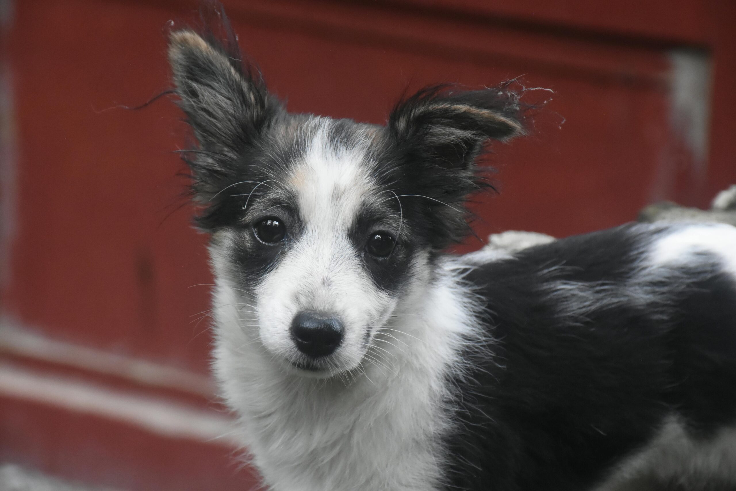entropion in dogs