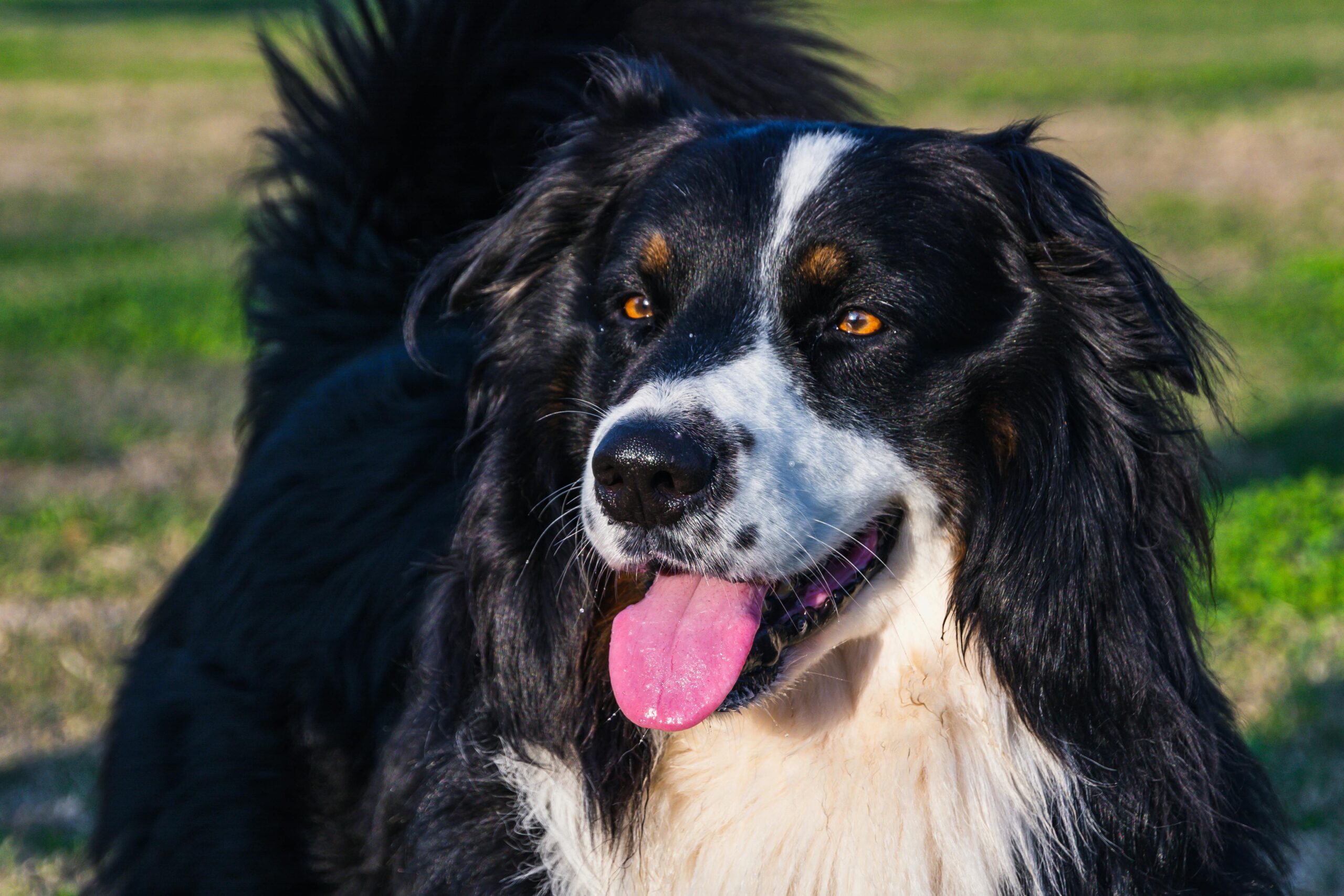 epi dogs