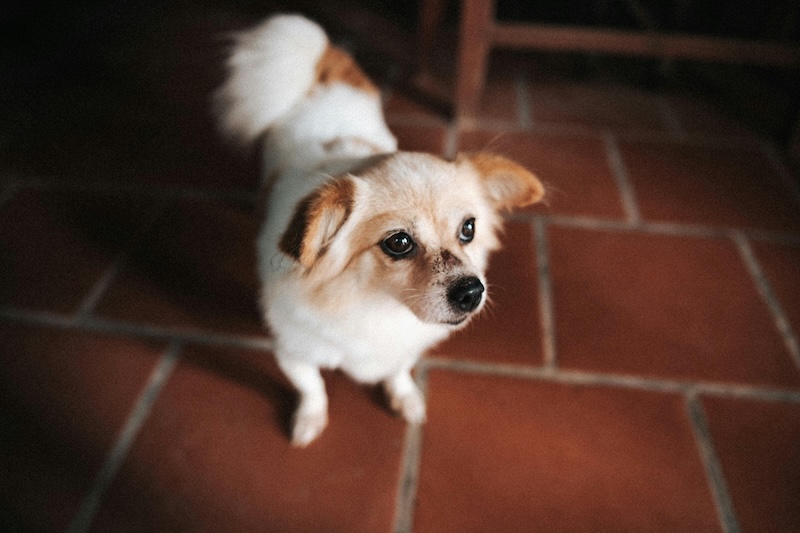 epilepsy in dogs