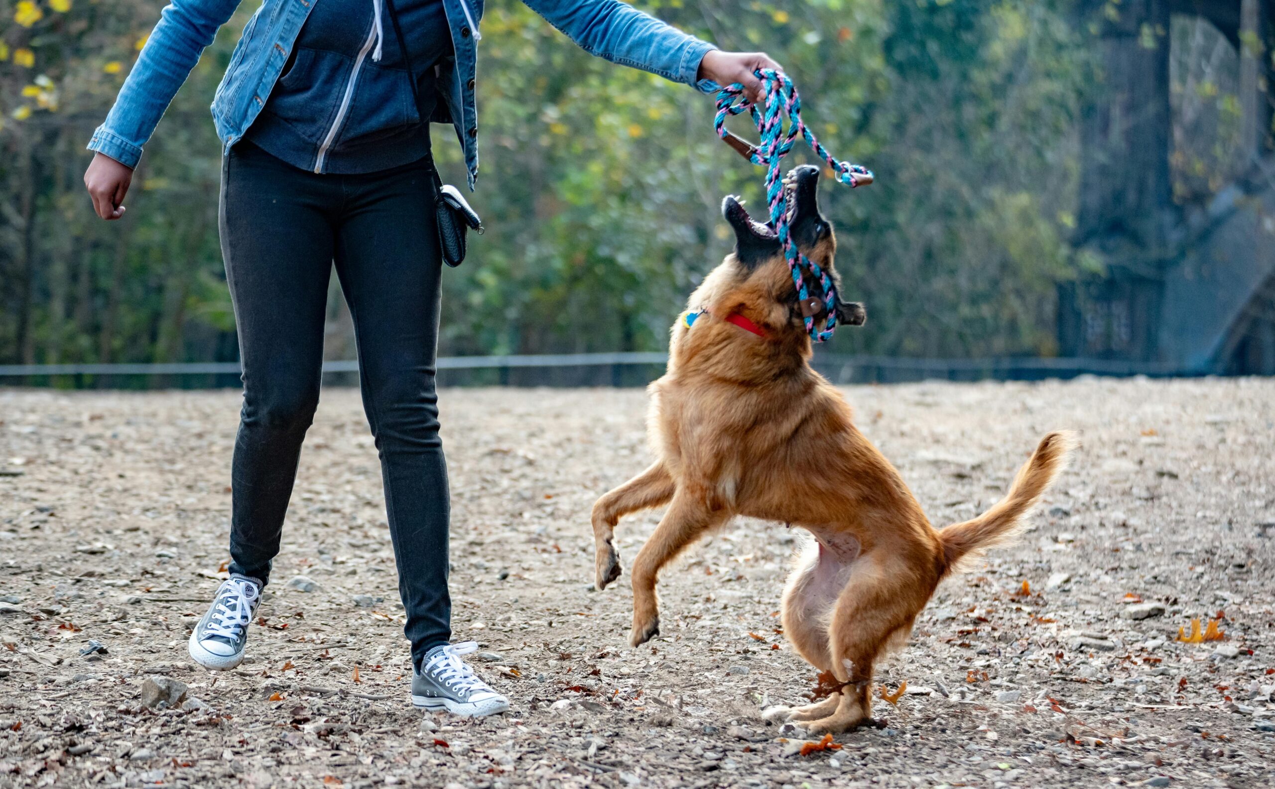 exercise induced collapse in dogs