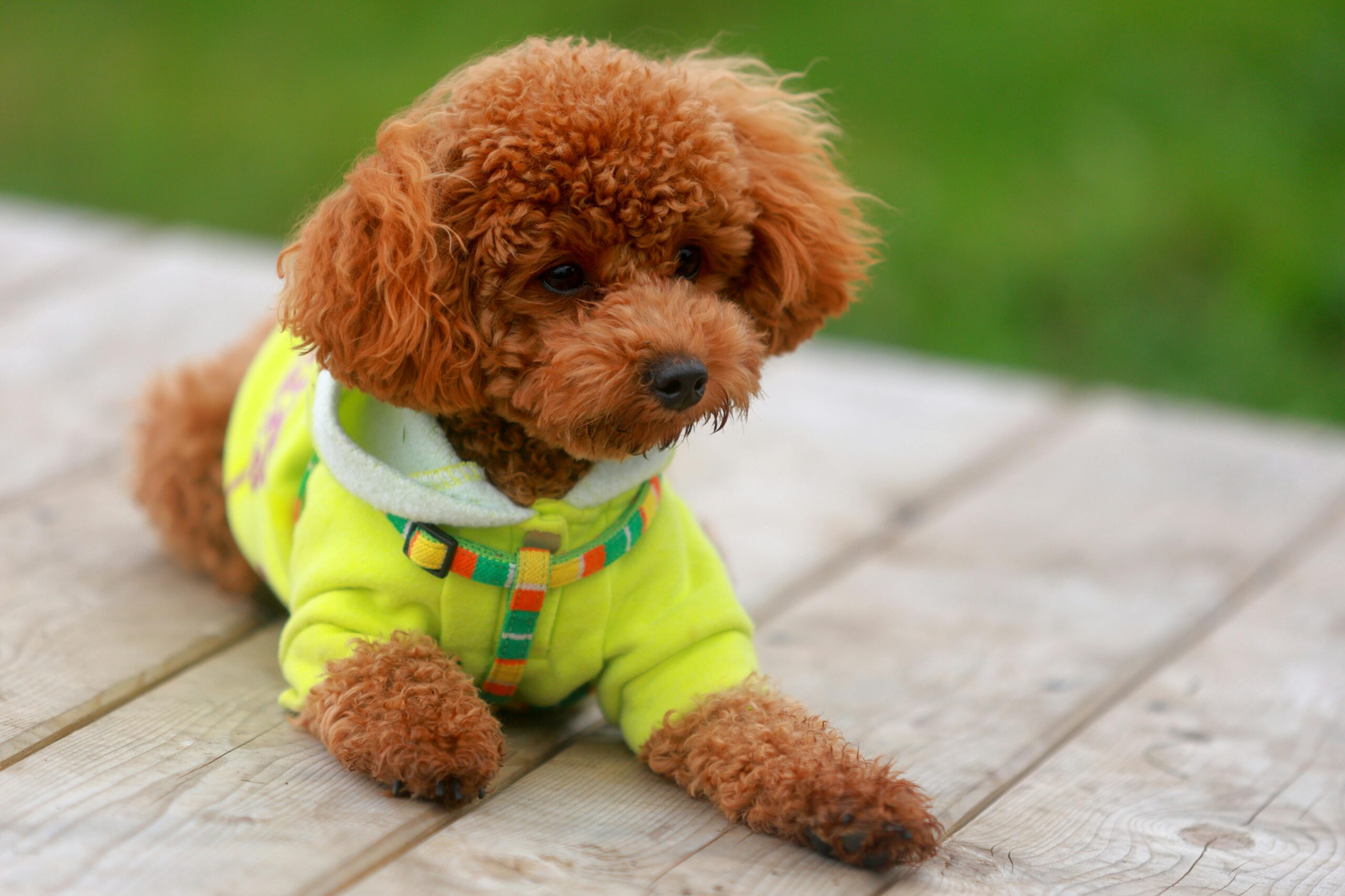 fanconi syndrome in dogs