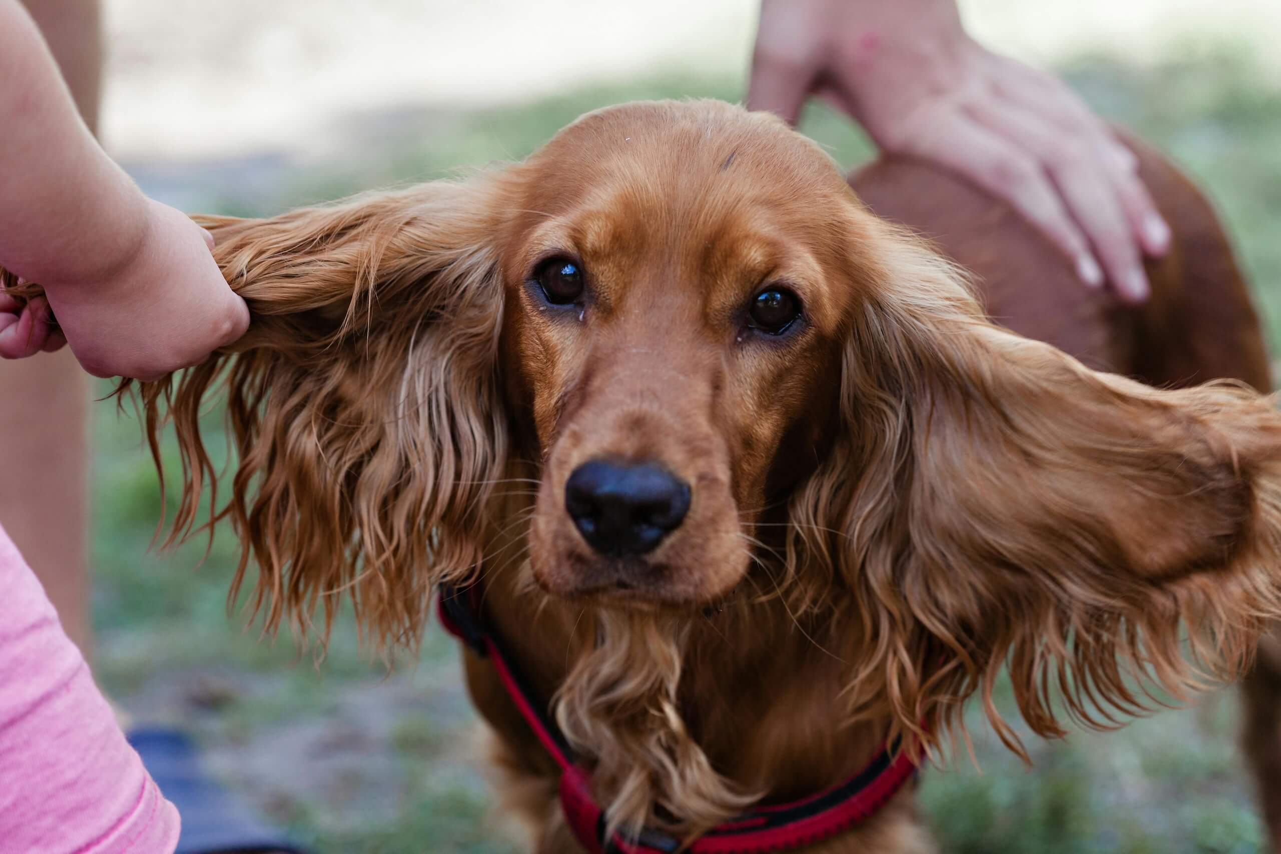 female english cocker spaniel dog names