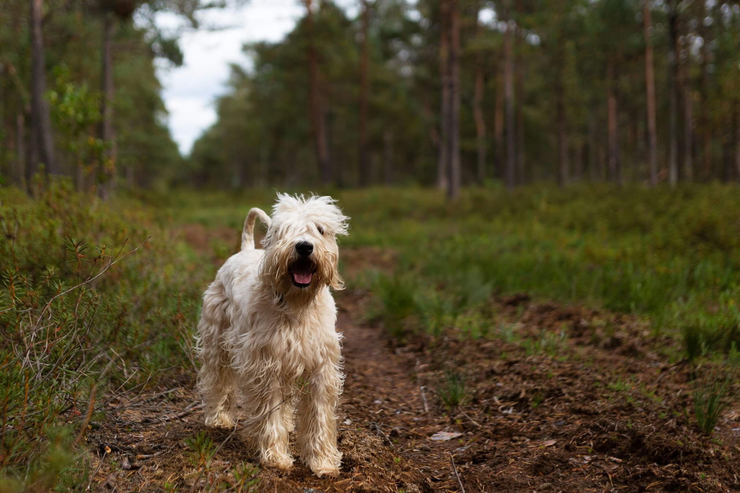 female soft coated wheaten terrier dog names