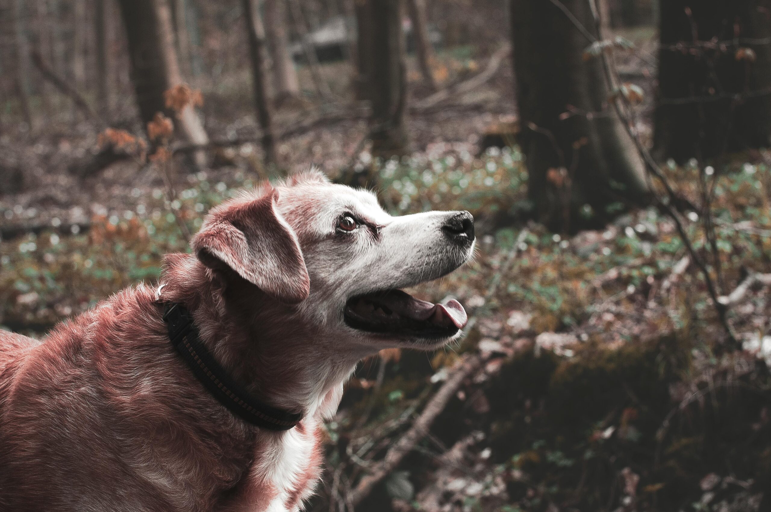 osteosarcoma in dogs