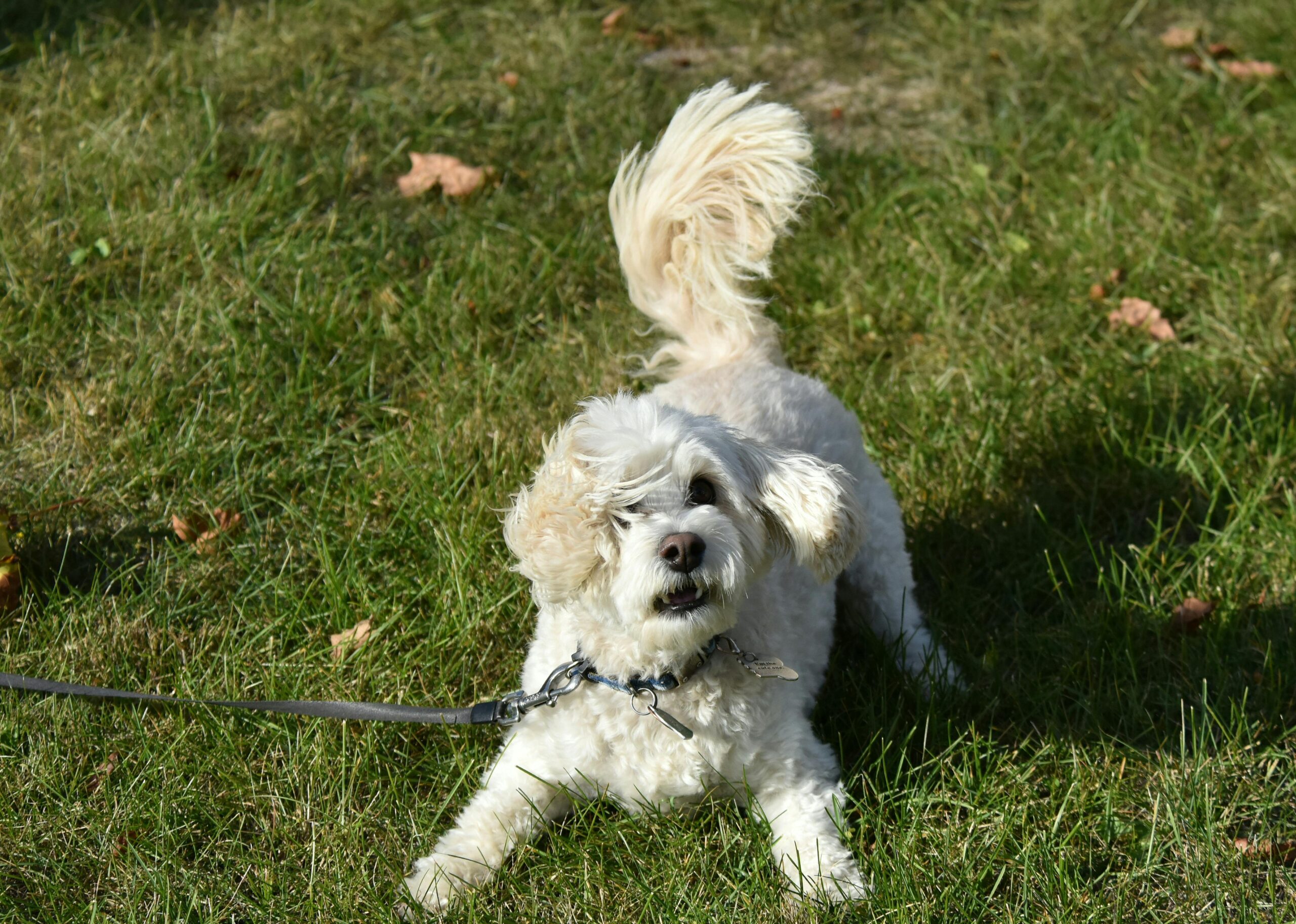 glaucoma in dogs