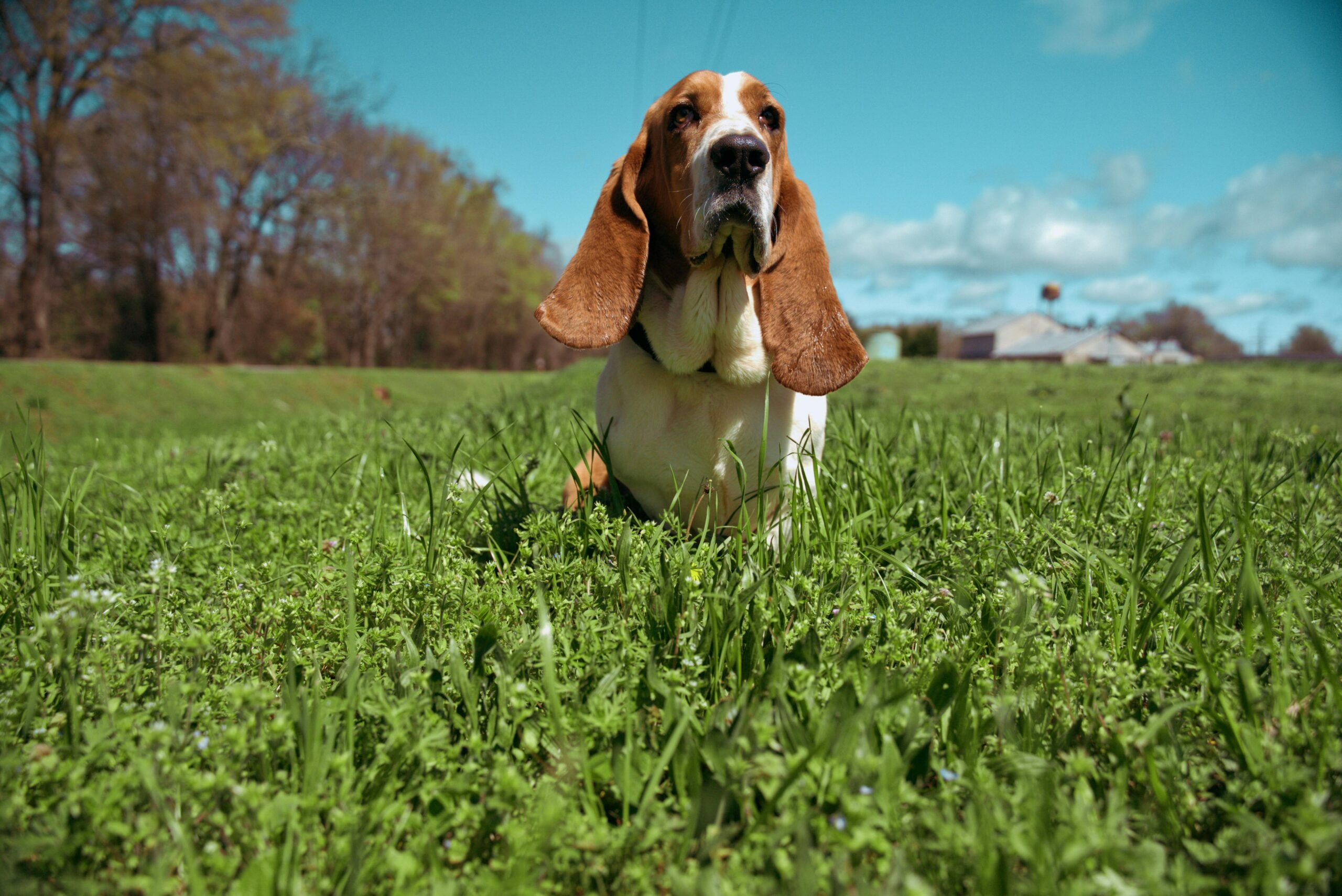 glycogen storage disease in dogs