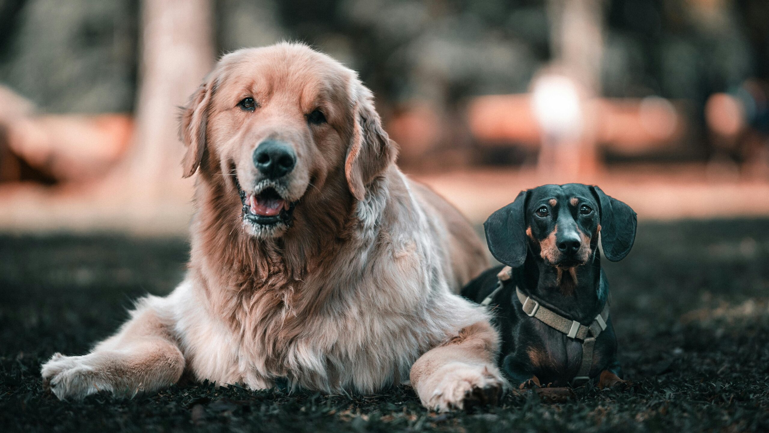 heart disease in dogs