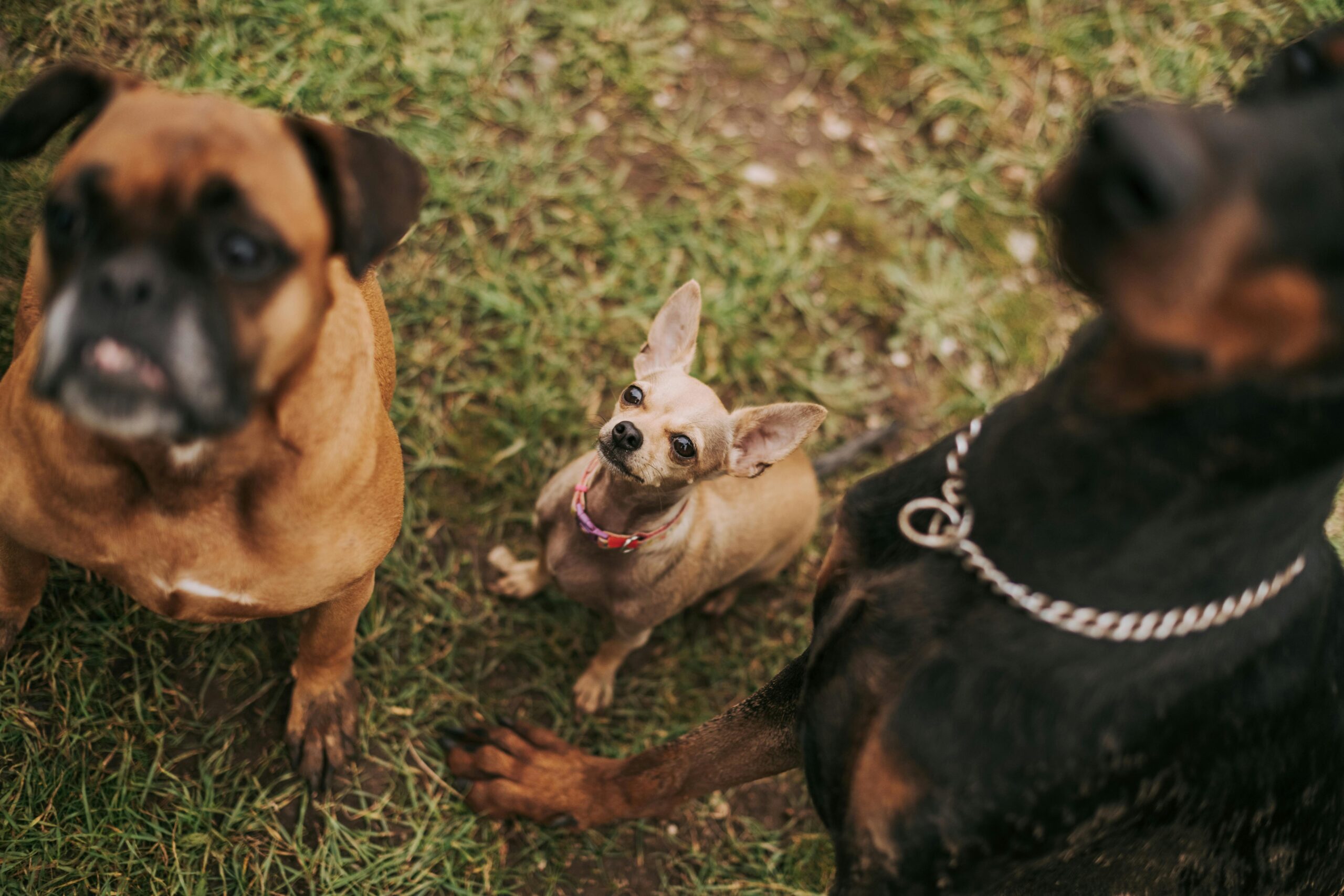 hypoglycemia in dogs