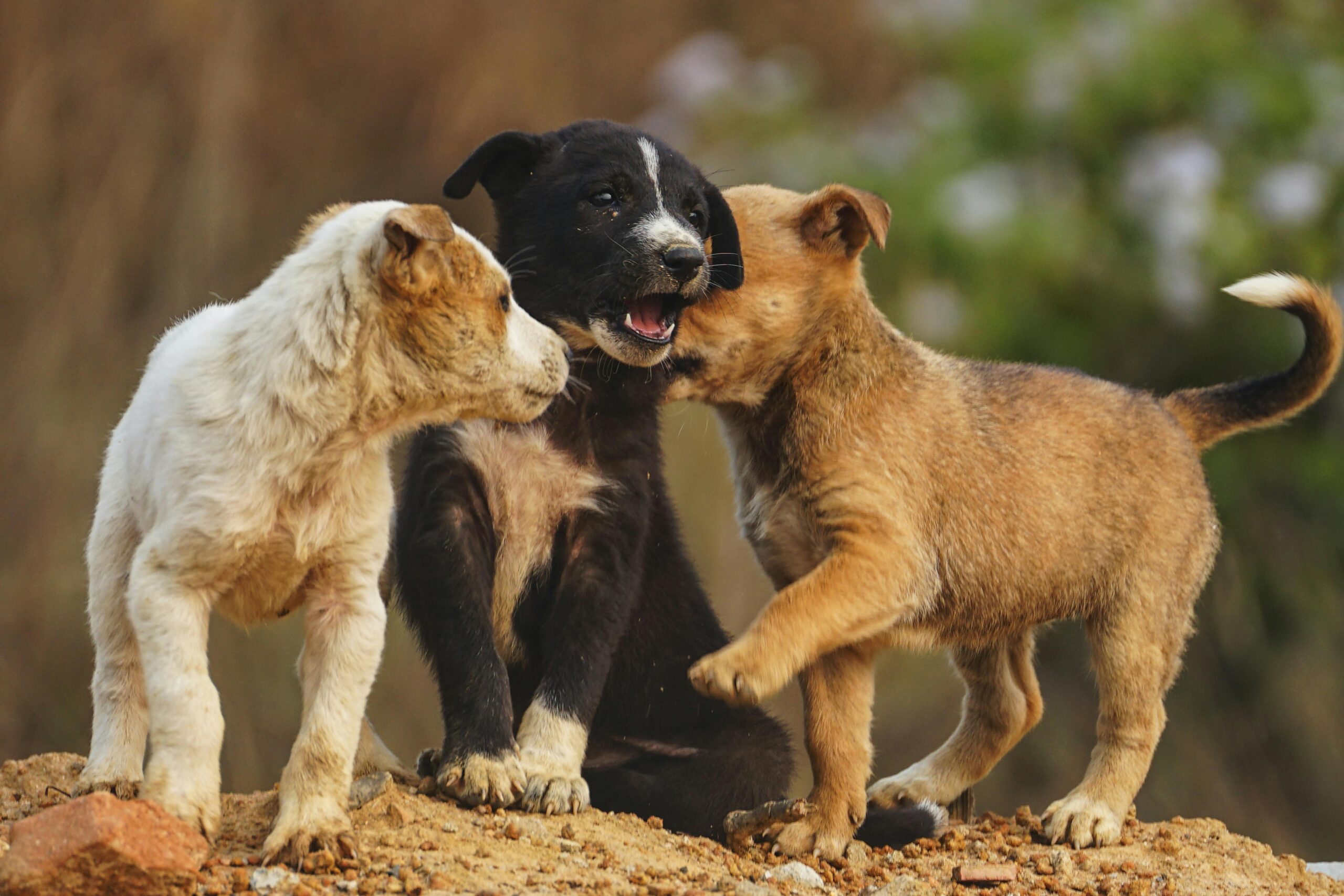 hypothyroidism in dogs life expectancy