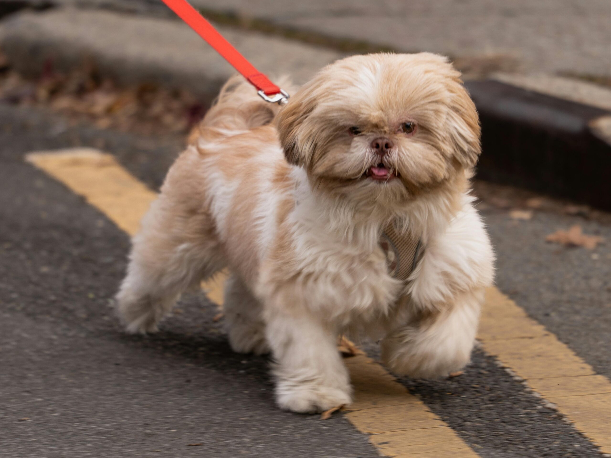 ibd in dogs