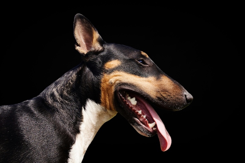 kidney failure in dogs