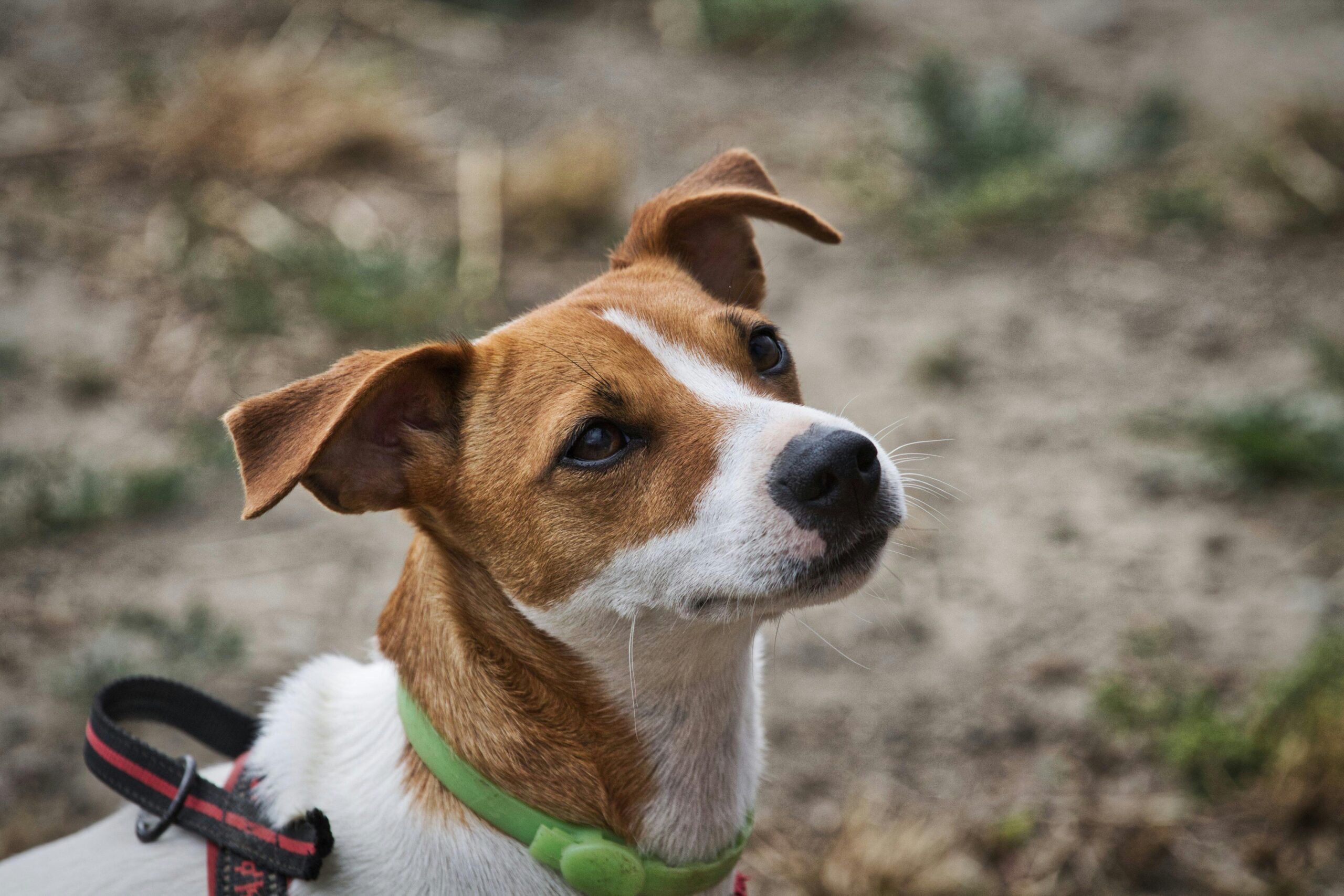 legg-calve-perthes dog