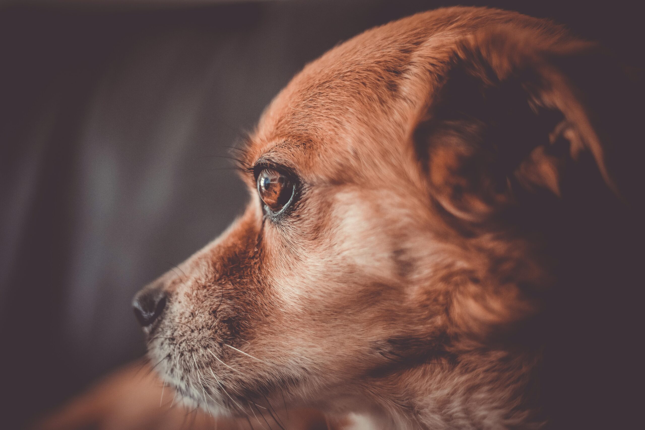 lens luxation dog surgery cost