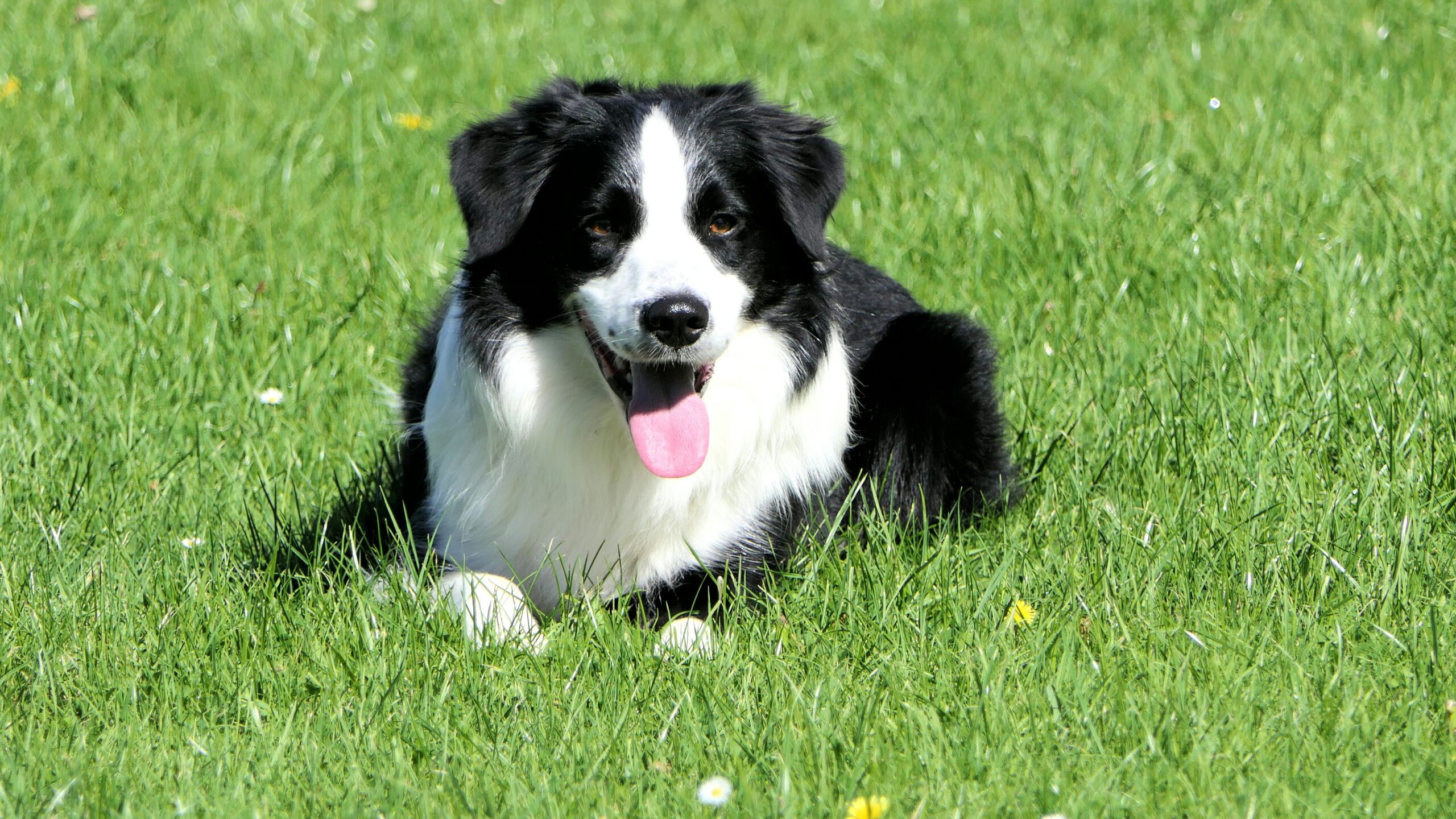 liver disease in dogs